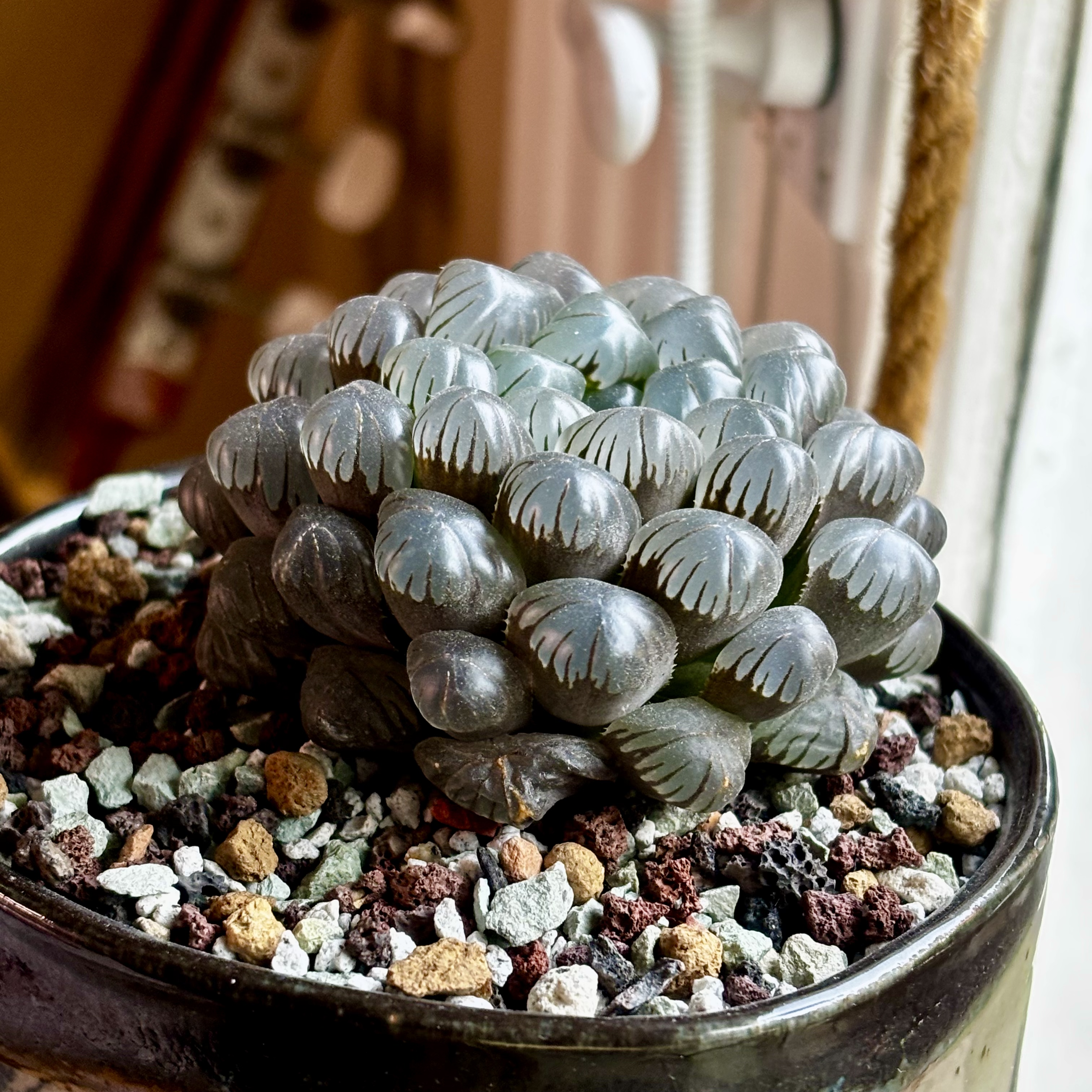 Photo of the plant species Haworthia Cooperi var. Dielsiana by @roxyvivien named H. Cooper var. Ice Lantern 🧊 🏮 on Greg, the plant care app