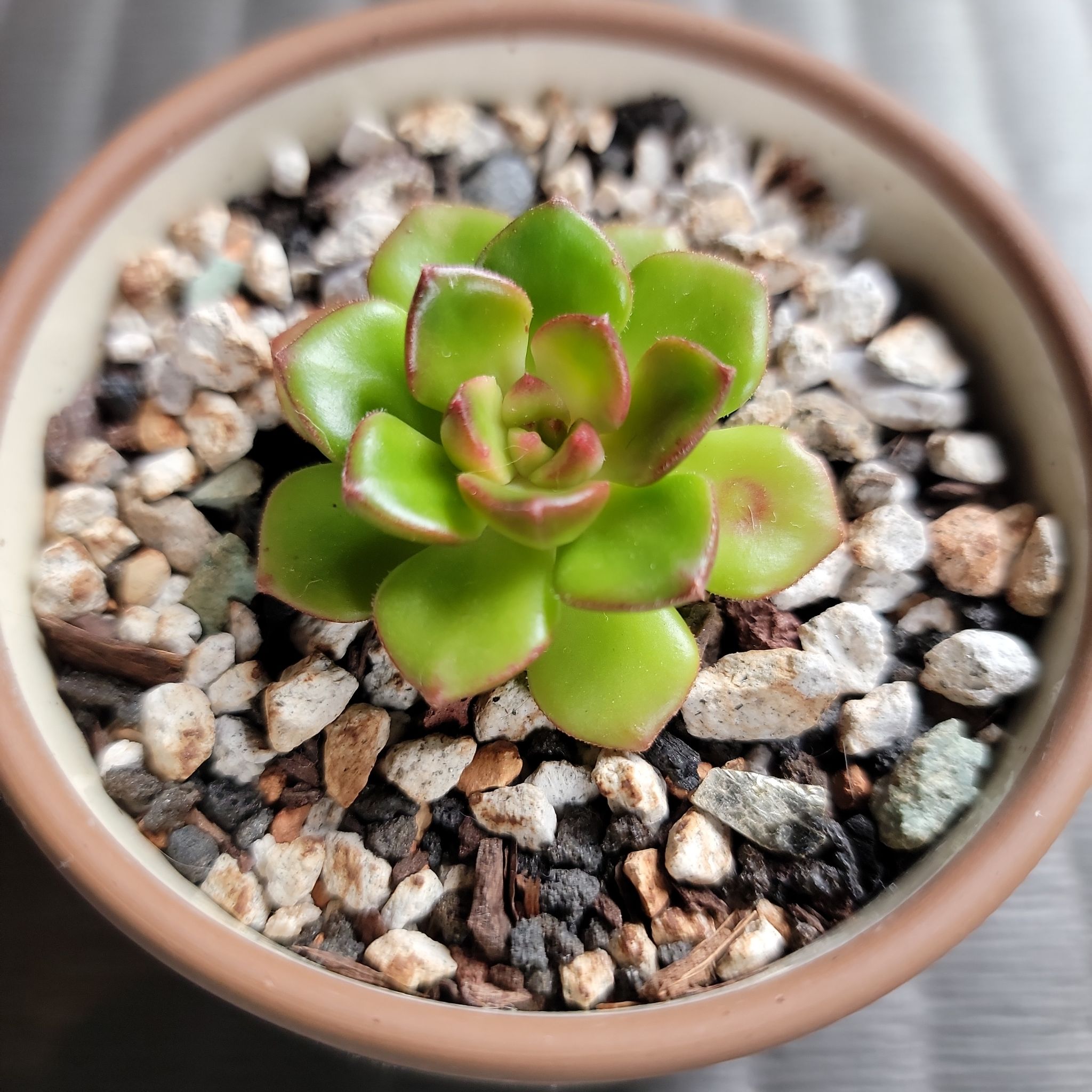 Sedeveria 'Letizia' succulent in a pot with rocky soil, green leaves with reddish edges.