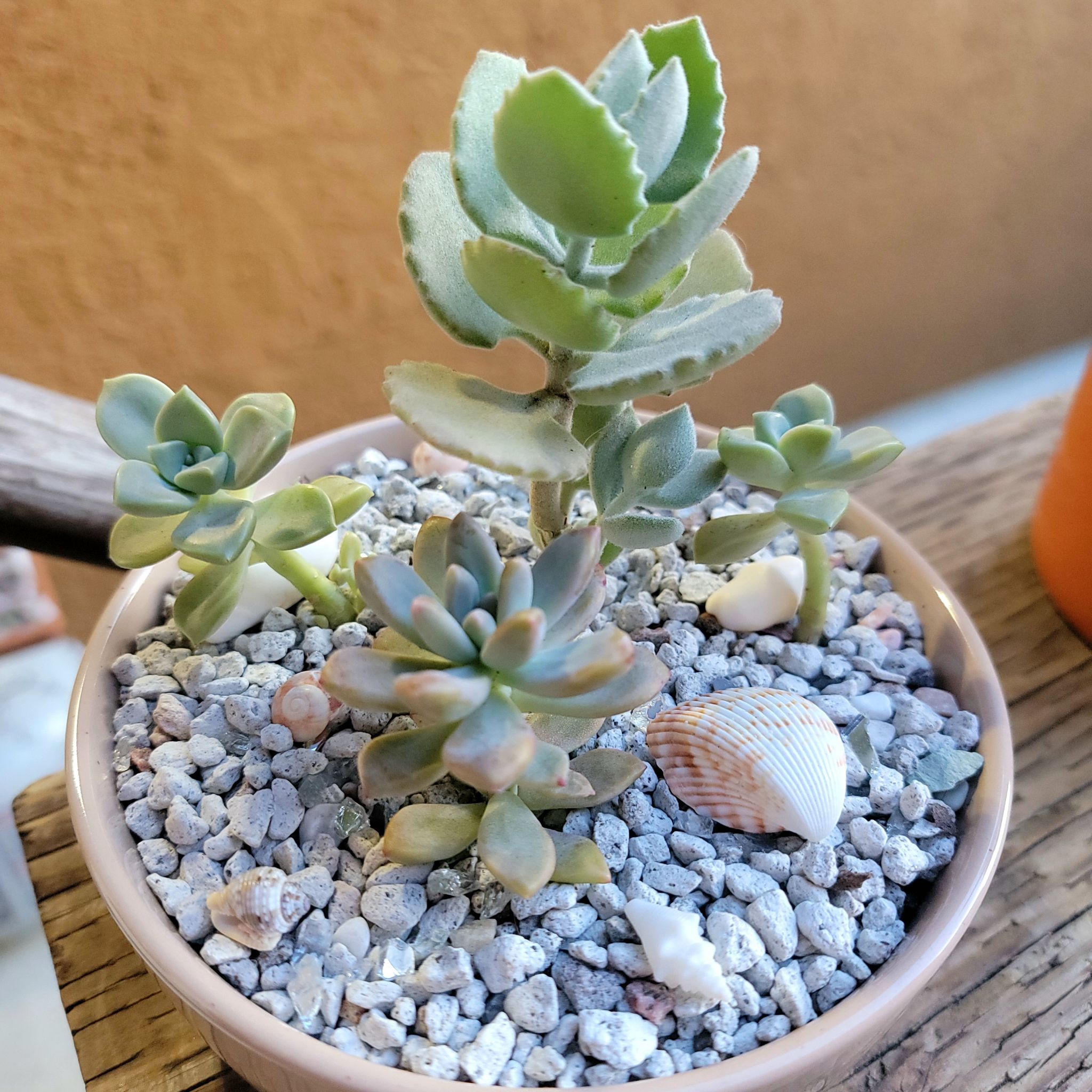 Potted Millot Kalanchoe succulent with multiple rosettes and decorative pebbles.