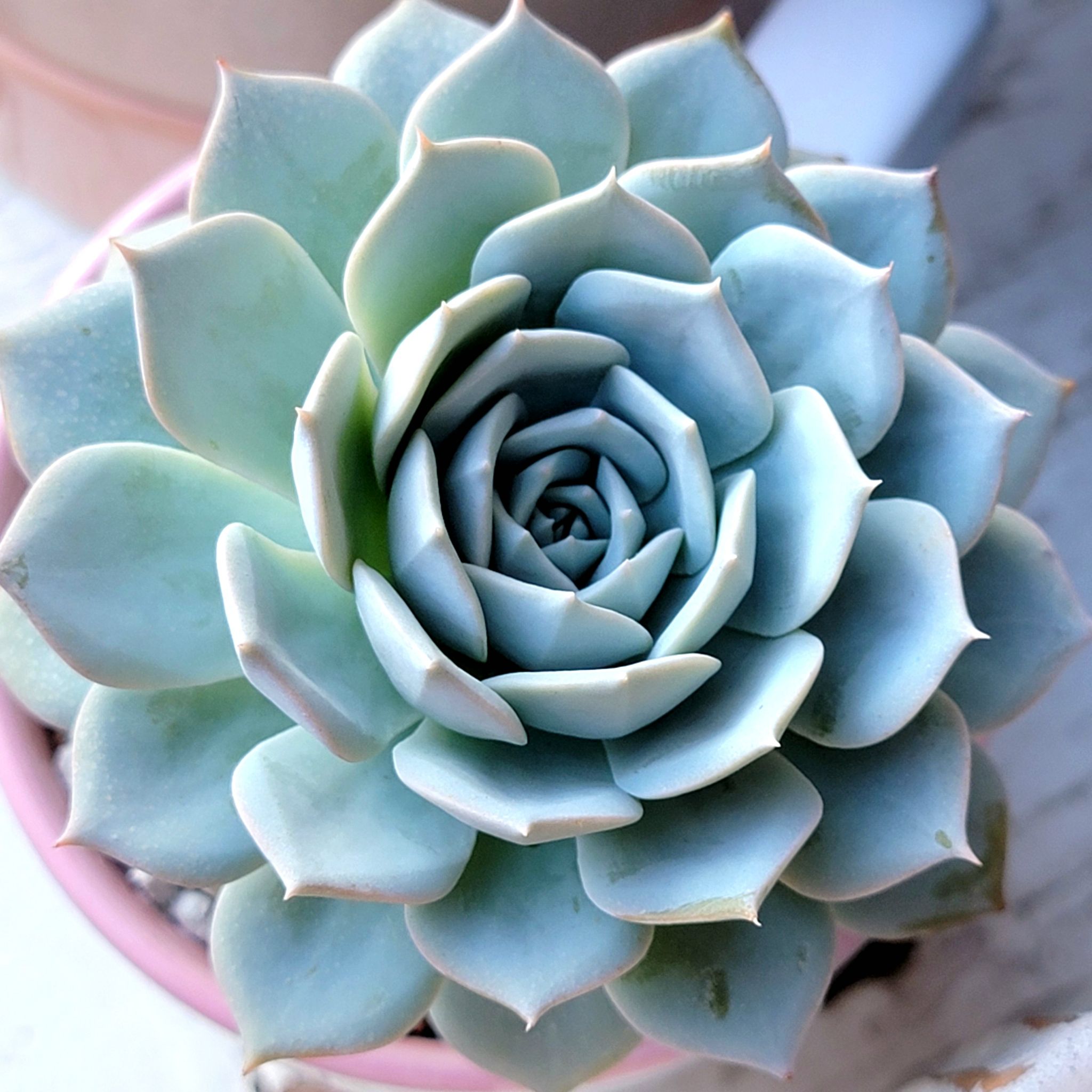 A healthy Ghost Echeveria succulent plant in a pink pot.