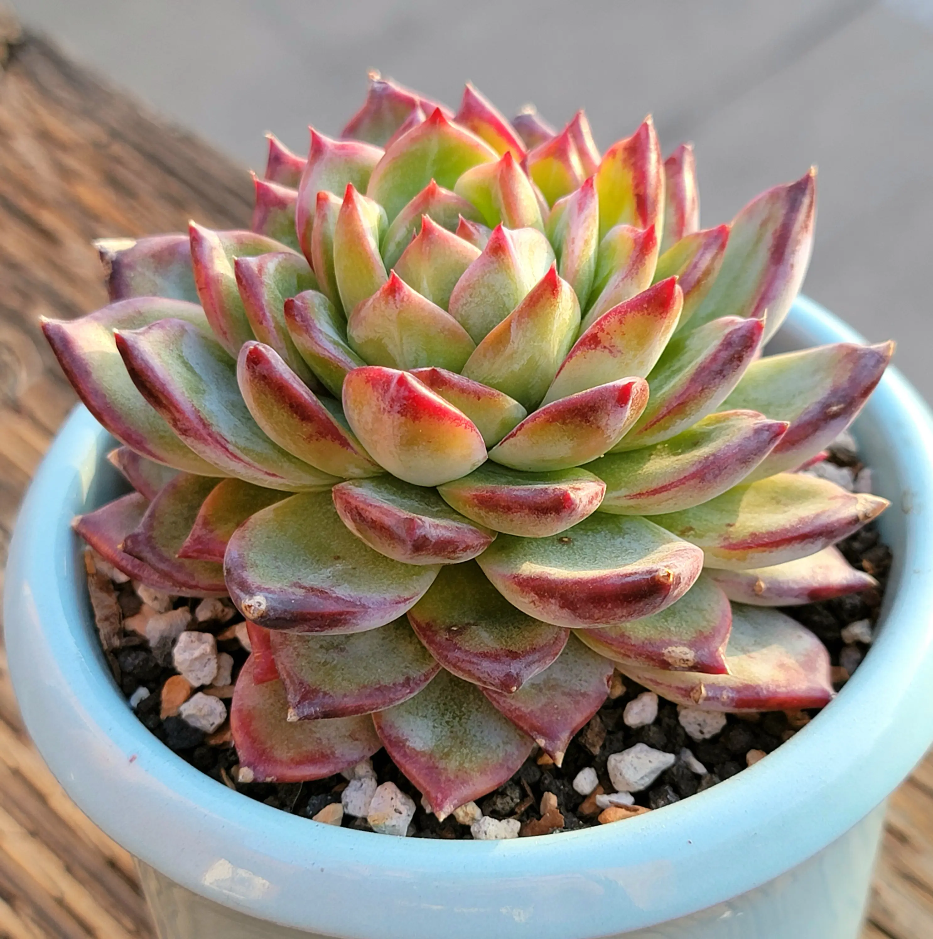 Photo of the plant species Korean Echeveria 'Latam' by @roxyvivien named Mai on Greg, the plant care app