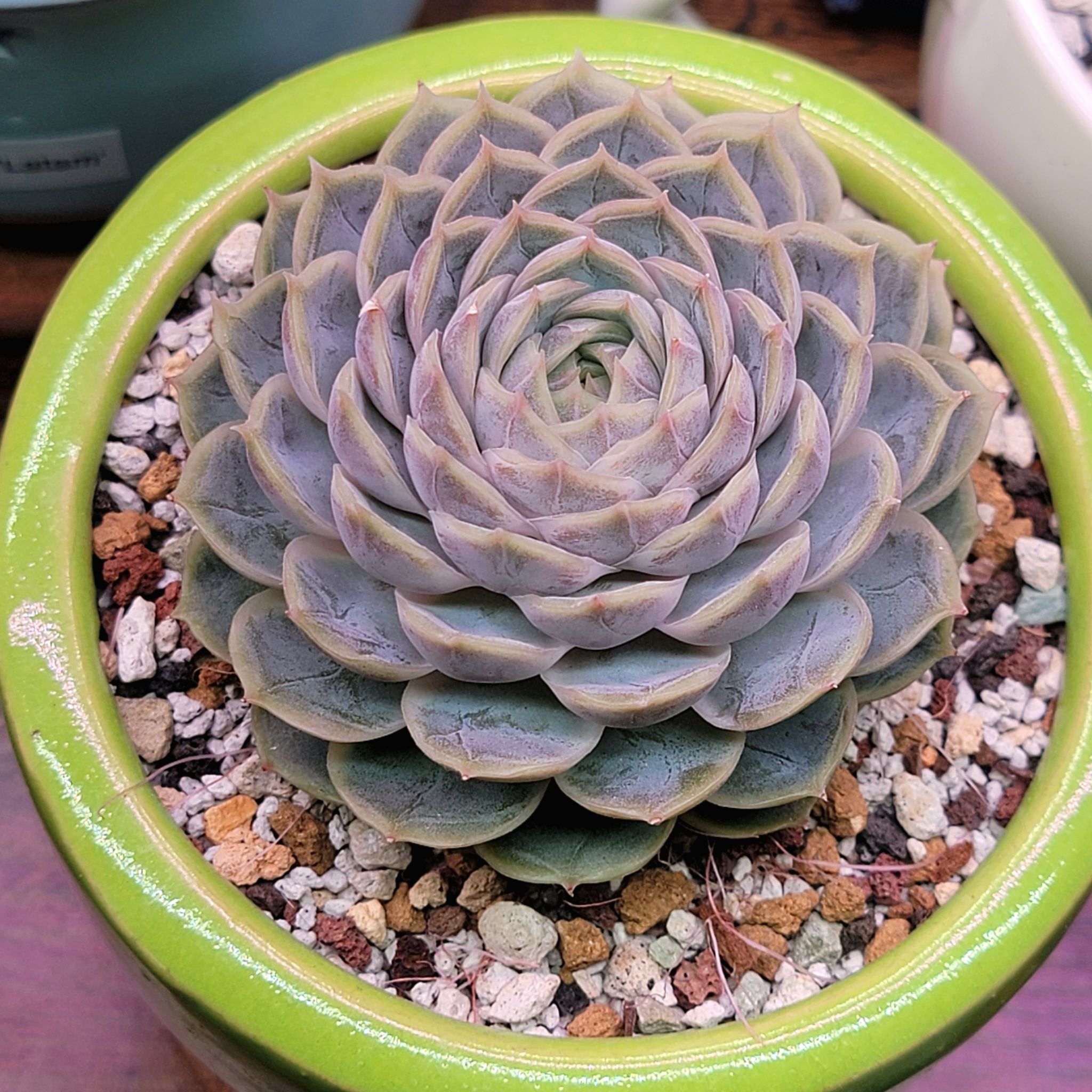 Photo of the plant species Echeveria 'Michella' by @roxyvivien named x 'Onslow' [Korean Hybrid] on Greg, the plant care app