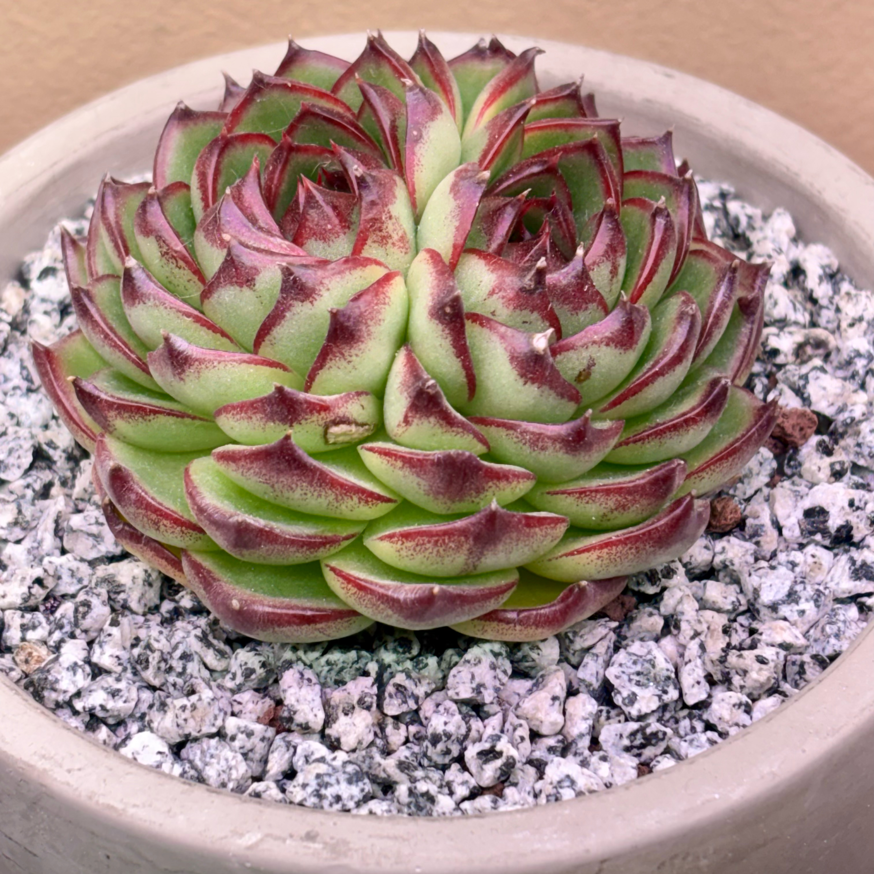 Photo of the plant species Moonstone Echeveria by @roxyvivien named E. x 'Moon Stone' (K. Hybrid) on Greg, the plant care app