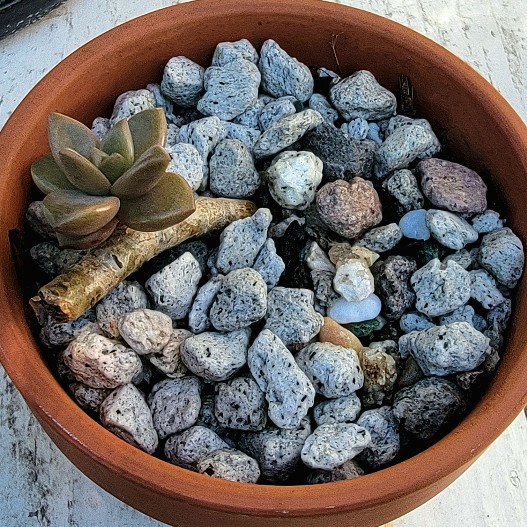 Graptosedum 'Bronze' succulent in a terracotta pot with rocky soil.