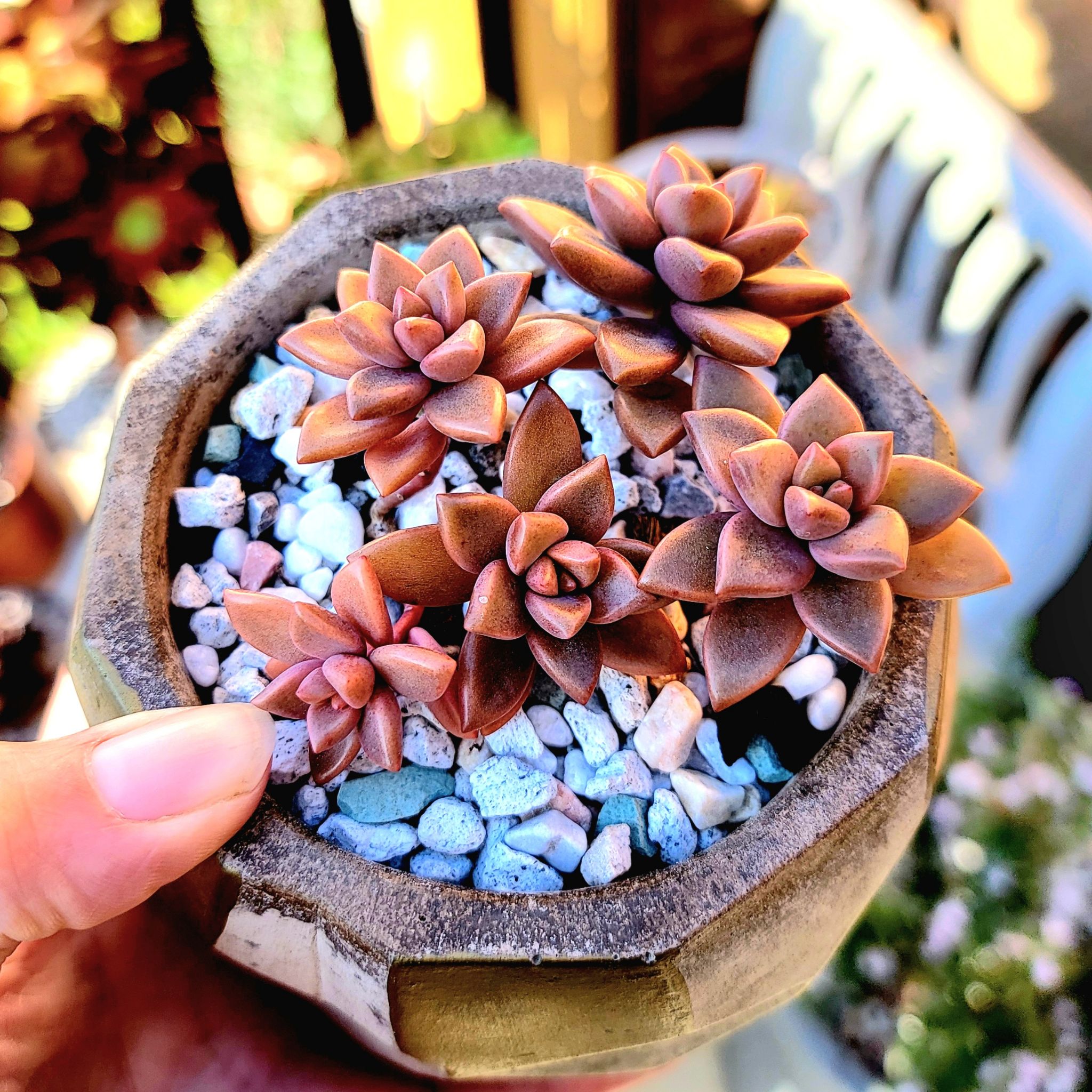 Potted Graptosedum 'Bronze' plant with multiple rosettes and decorative stones.