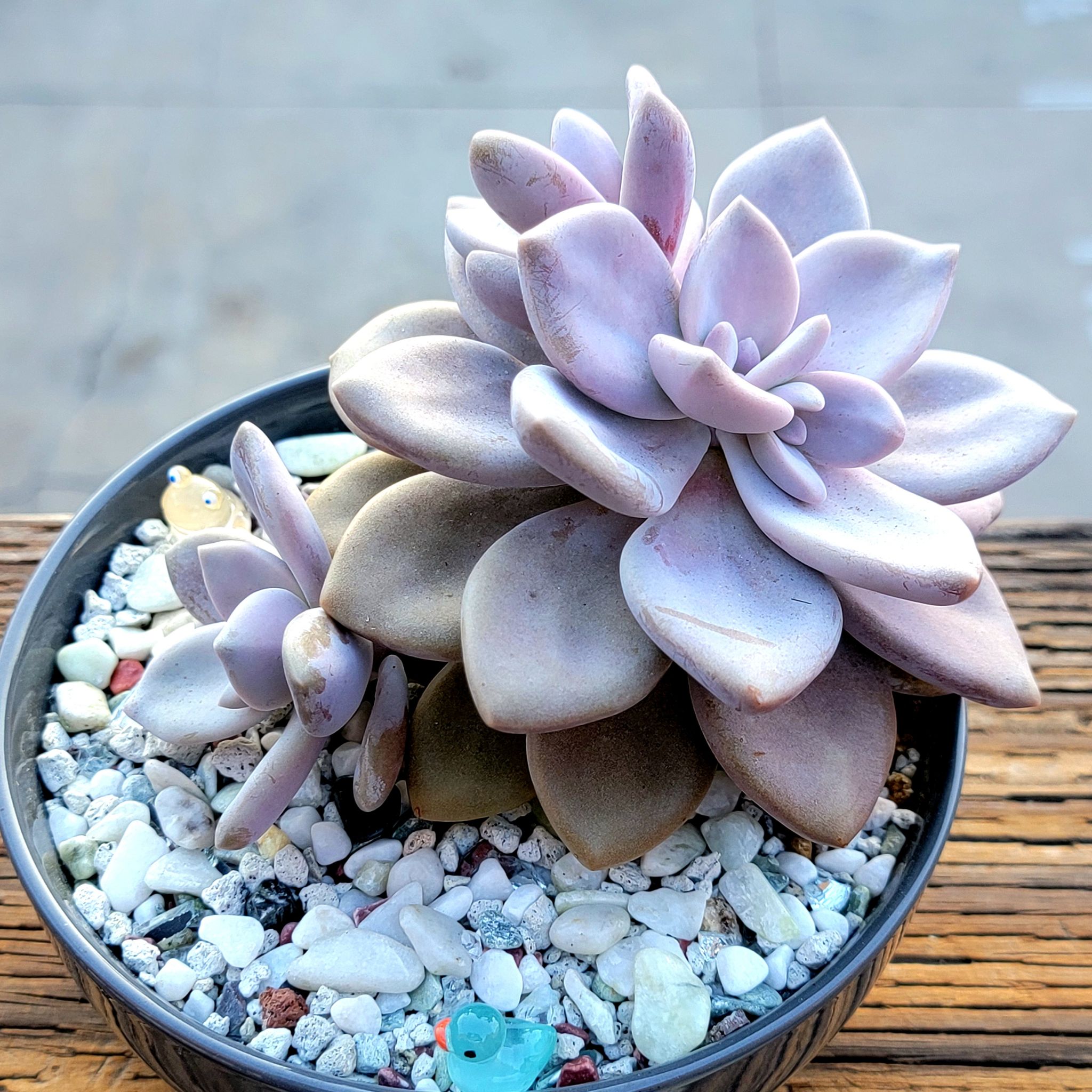 Graptopetalum 'Murasaki' succulent in a pot with white pebbles, healthy and well-formed.