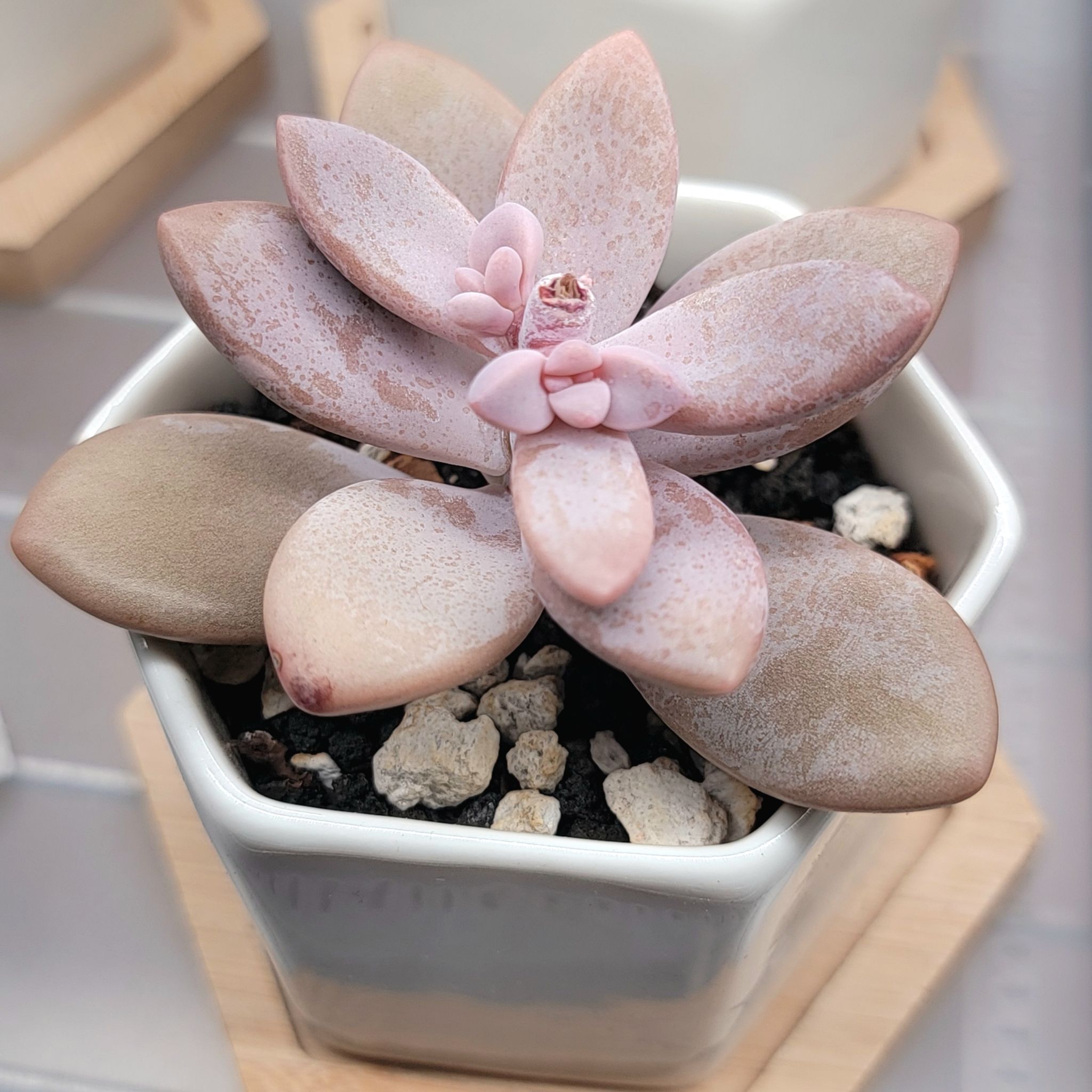 Graptopetalum 'Murasaki' succulent in a small pot with some leaf discoloration.