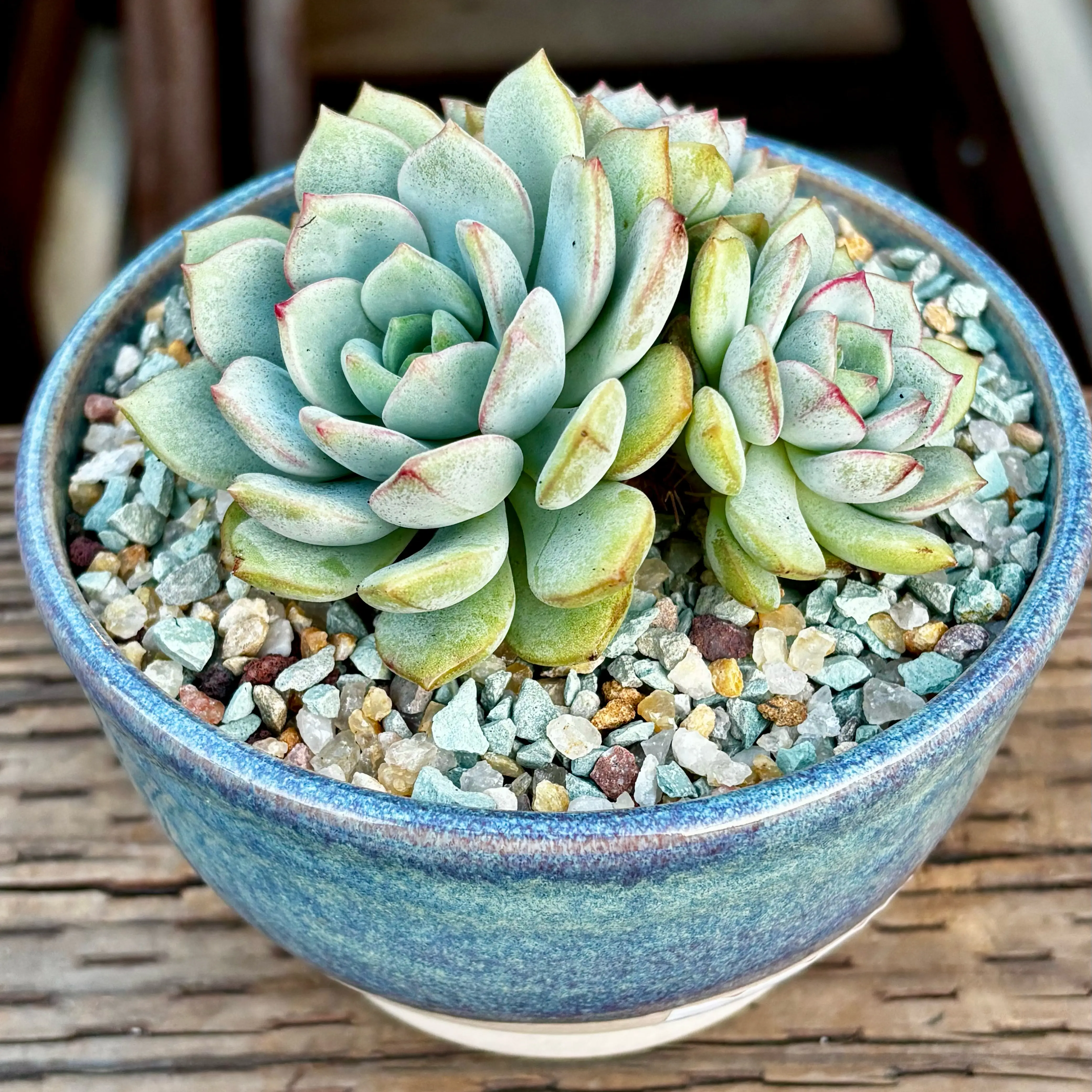Photo of the plant species Graptoveria 'A Grim One' by @roxyvivien named Li'l Geo Trio 😉 🍃 on Greg, the plant care app