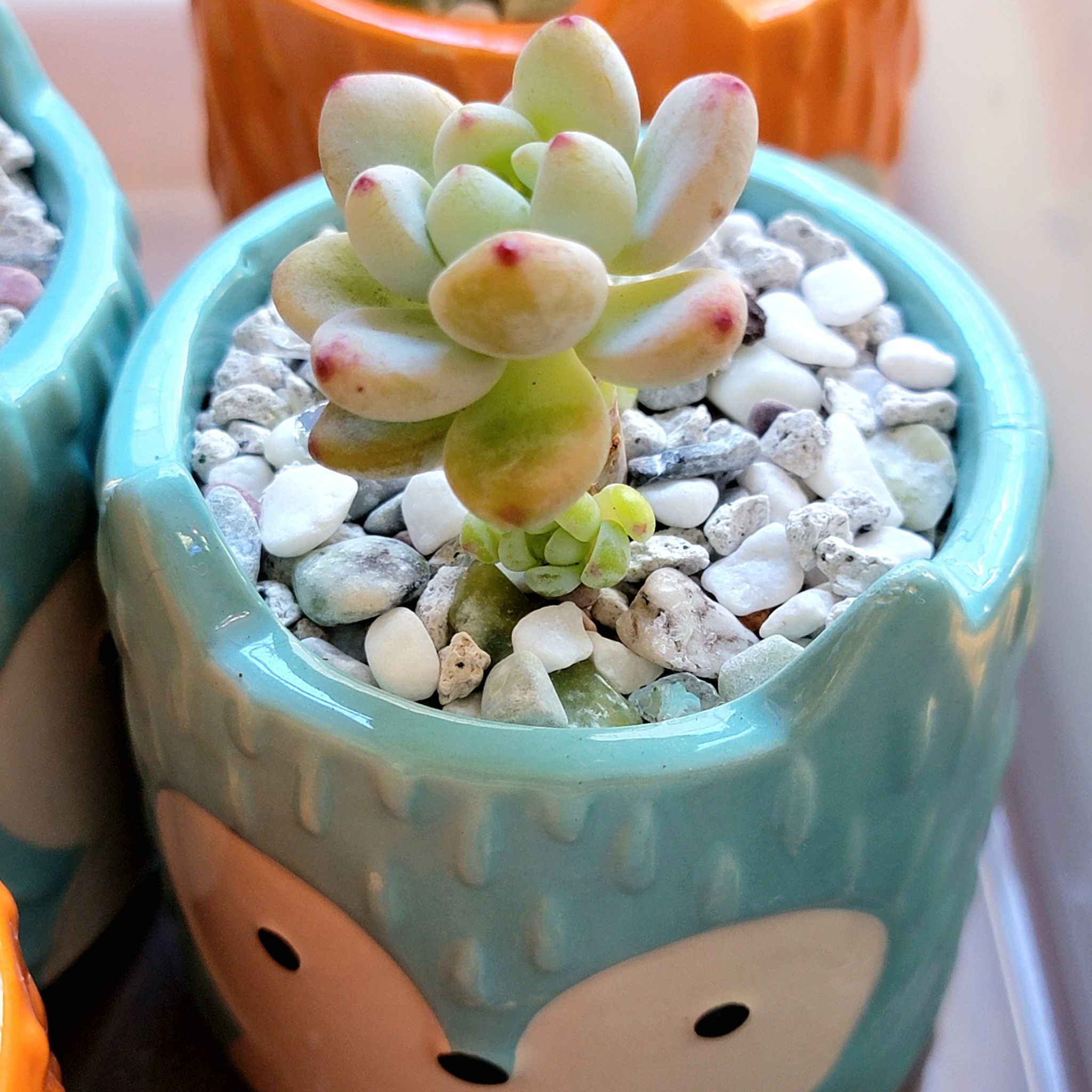 Sedum clavatum succulent in a decorative pot with white pebbles.