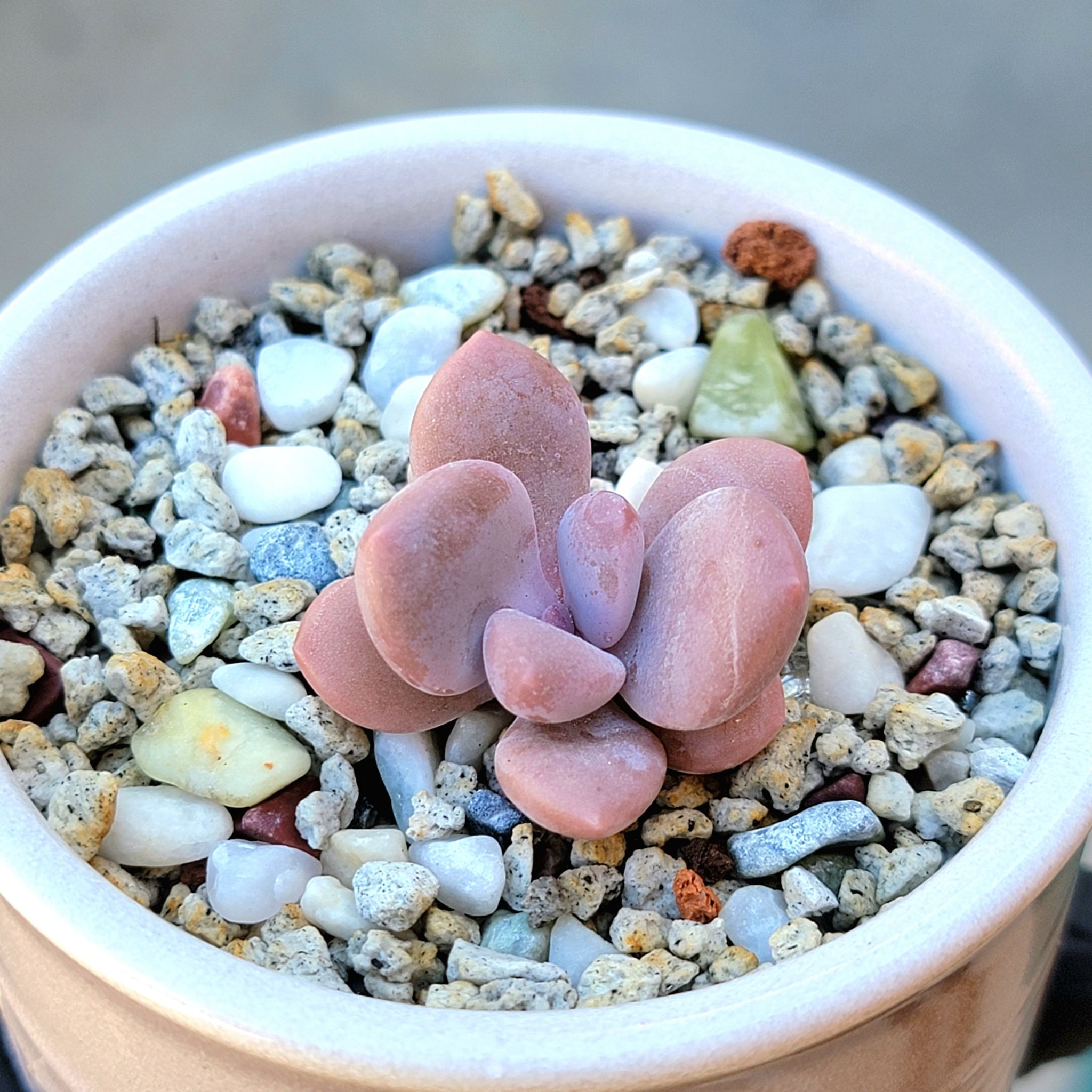Graptopetalum 'Murasaki' succulent in a pot with rocky soil, appearing healthy.