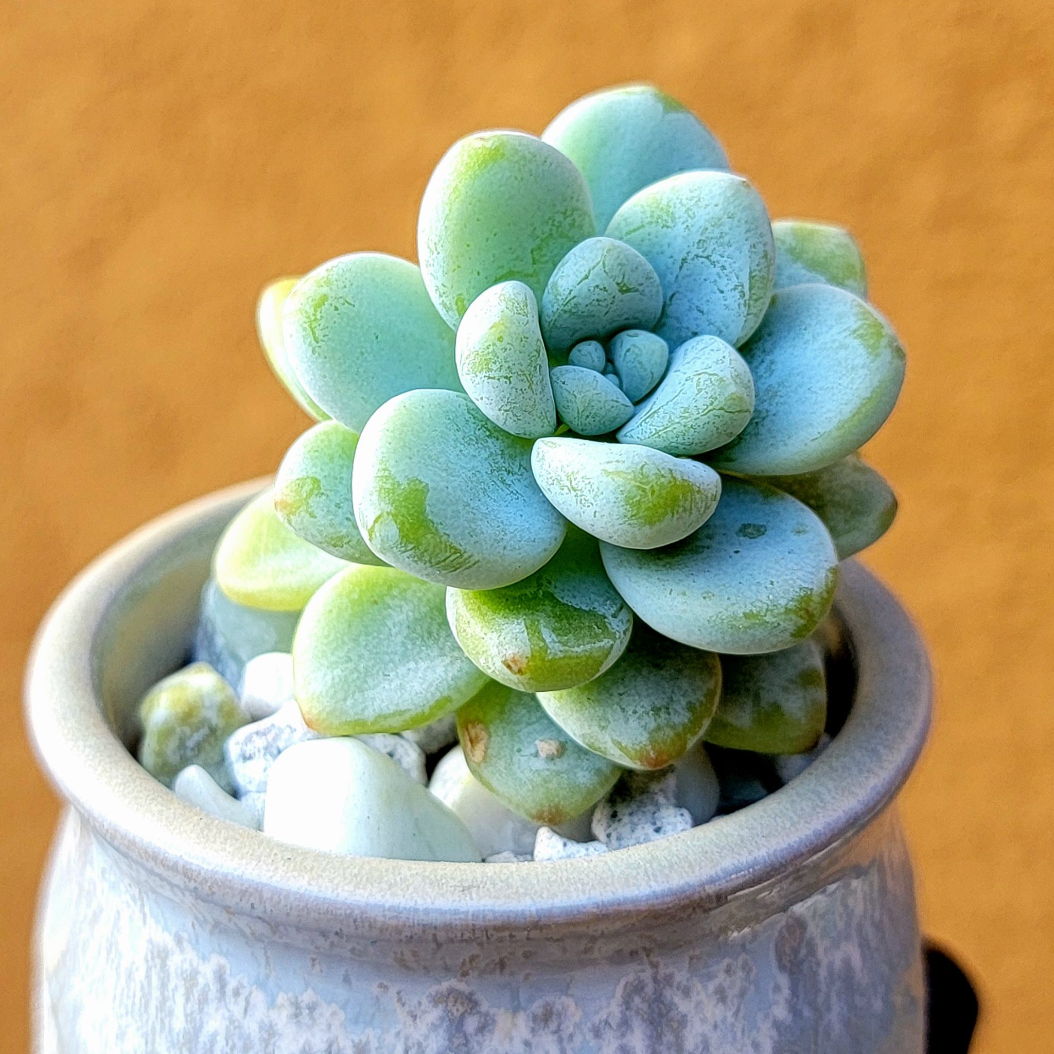 Sedum clavatum succulent in a small pot with slight leaf discoloration.