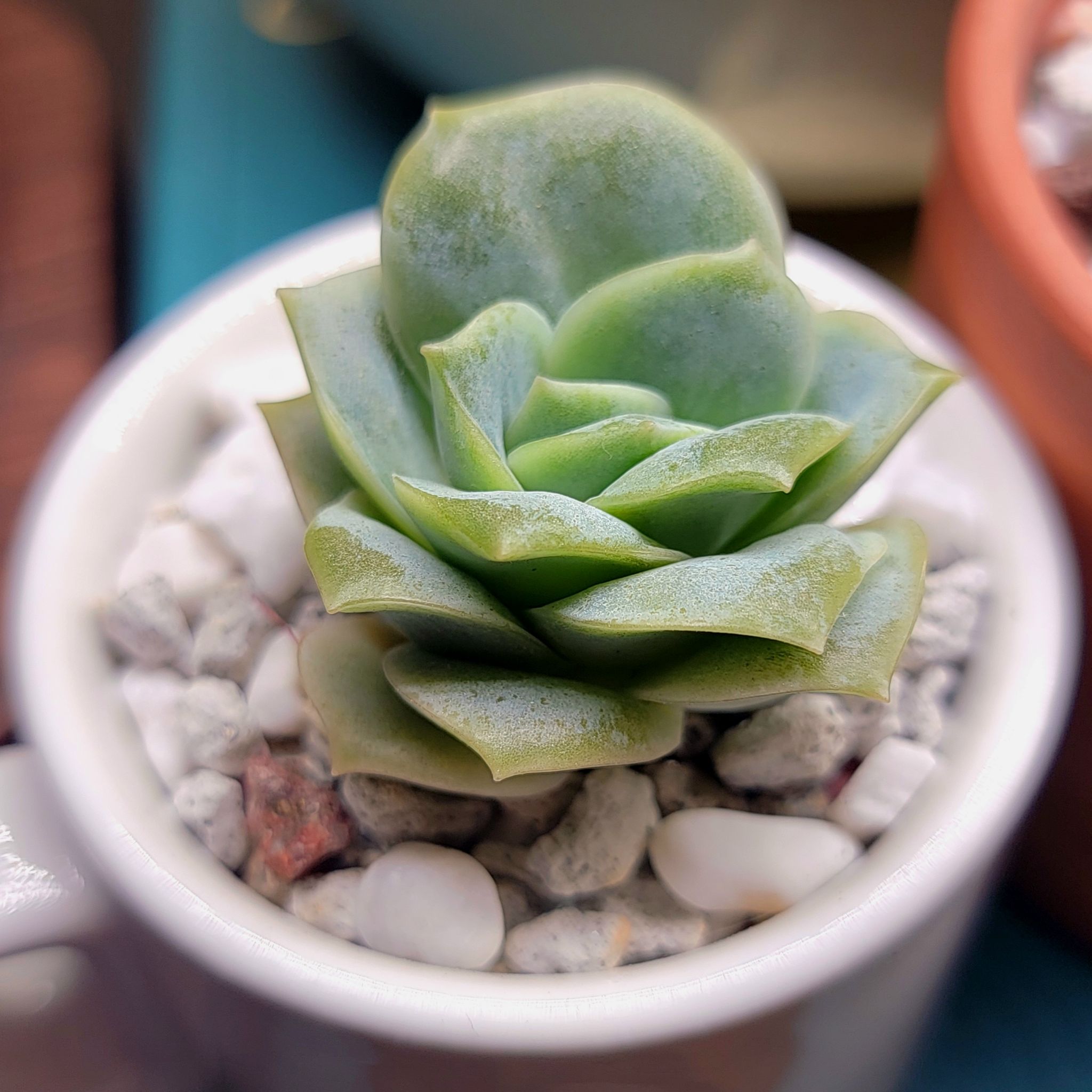 Graptoveria 'Lovely Rose' succulent in a small pot with white pebbles, healthy appearance.
