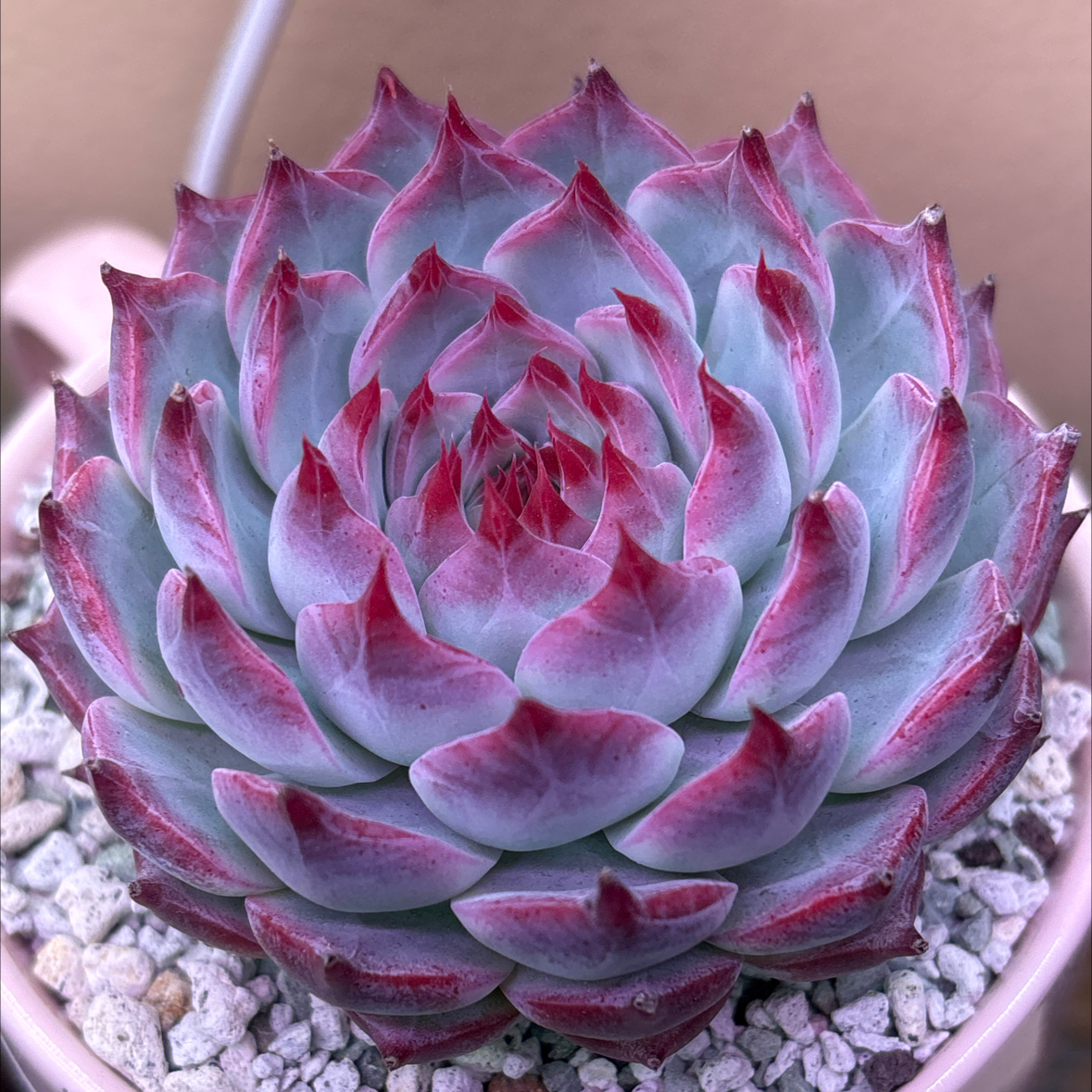 Photo of the plant species Echeveria Parva by @roxyvivien named Persephone on Greg, the plant care app