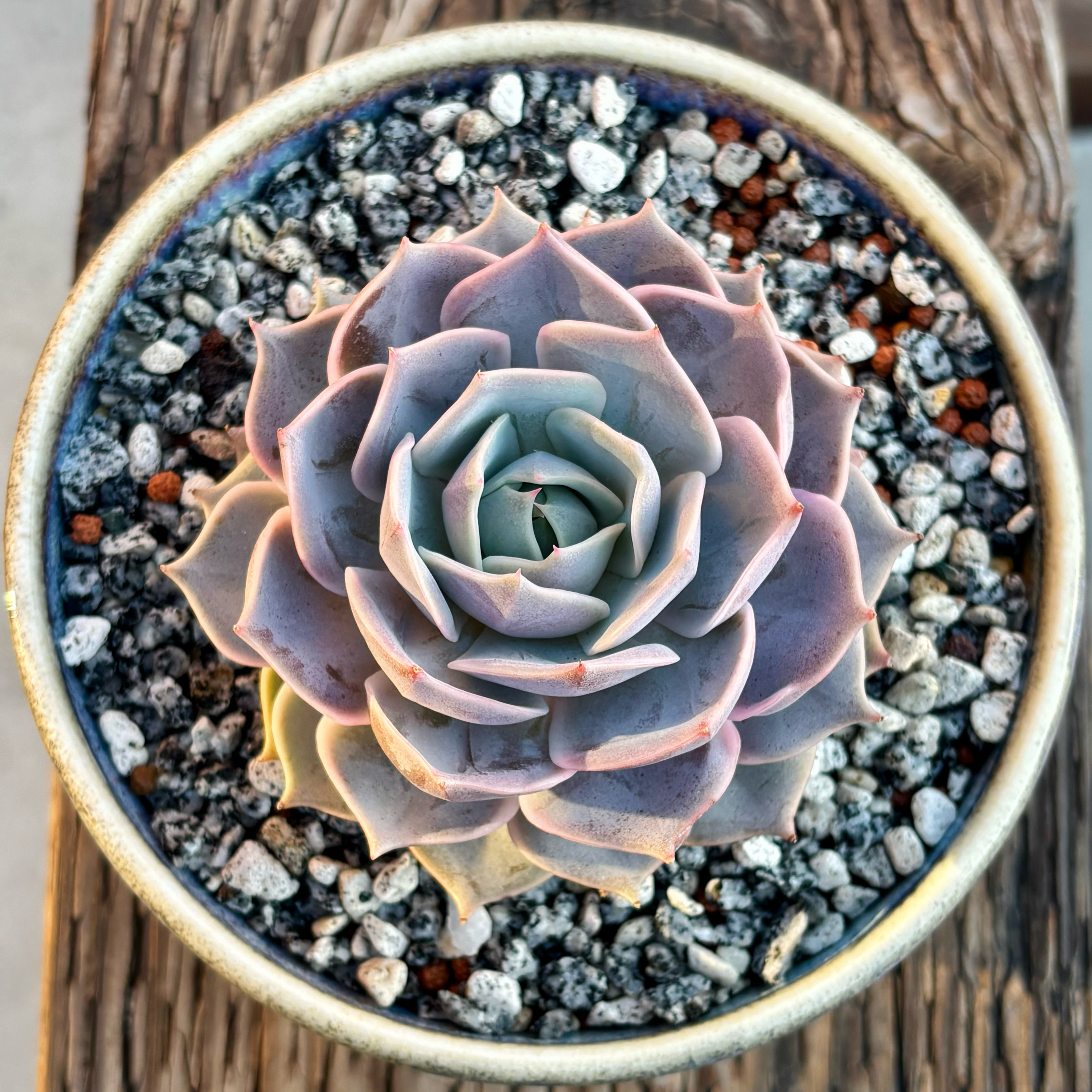 Photo of the plant species Echeveria Lotus by @roxyvivien named Khaleesi on Greg, the plant care app