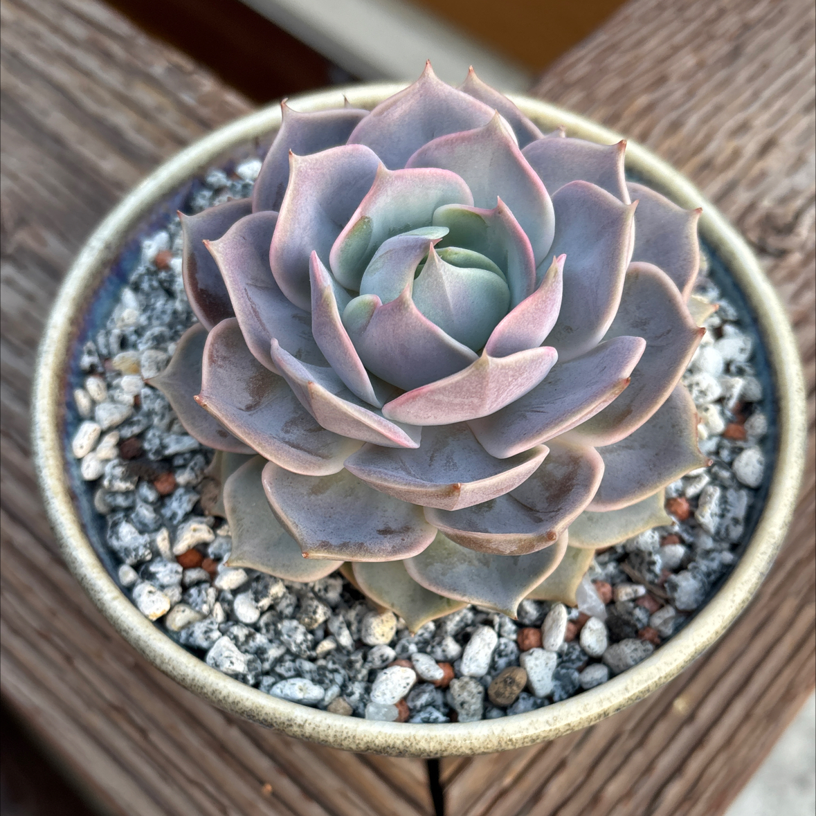 Photo of the plant species Echeveria Lotus by @roxyvivien named Khaleesi on Greg, the plant care app
