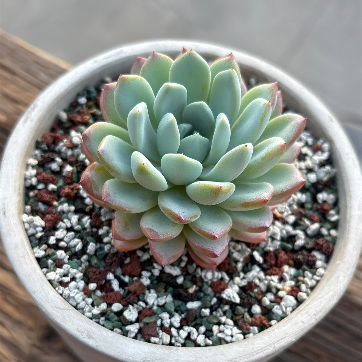 Photo of the plant species Echeveria Aurora by @roxyvivien named Beatrice on Greg, the plant care app
