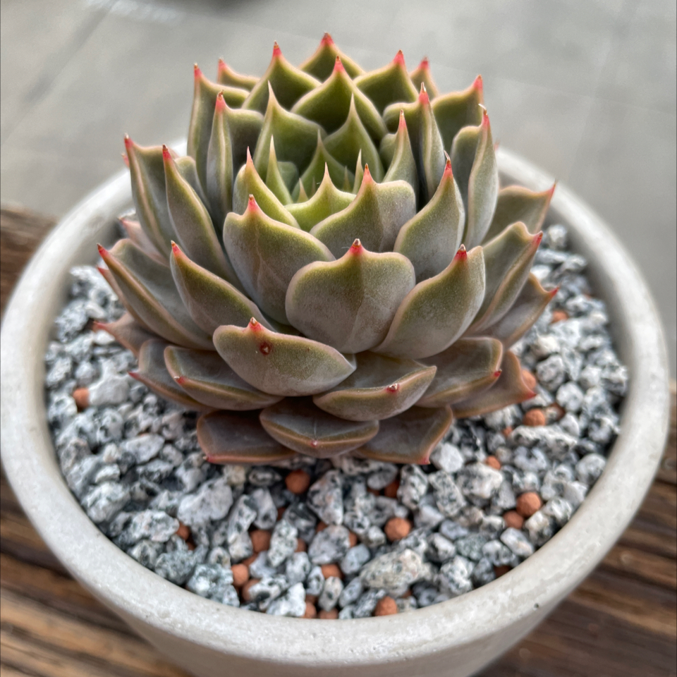 Photo of the plant species Echeveria 'Ebony Mendozae' by @roxyvivien named Coco on Greg, the plant care app