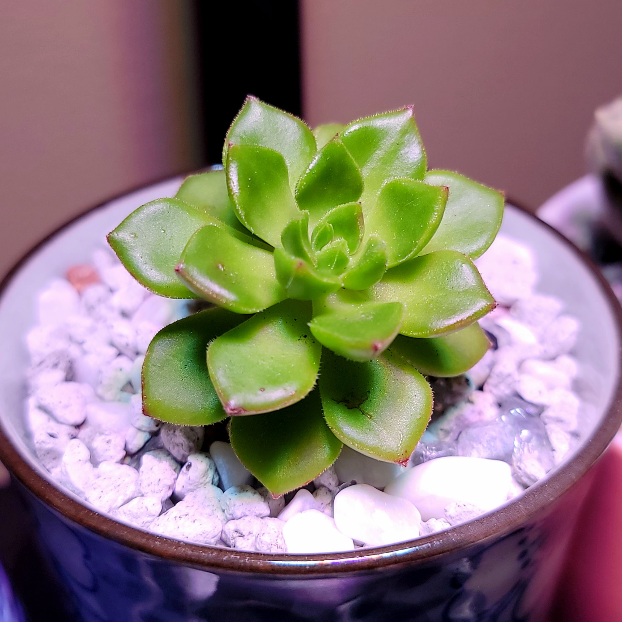 Healthy Sedeveria 'Letizia' succulent in a pot with white gravel.