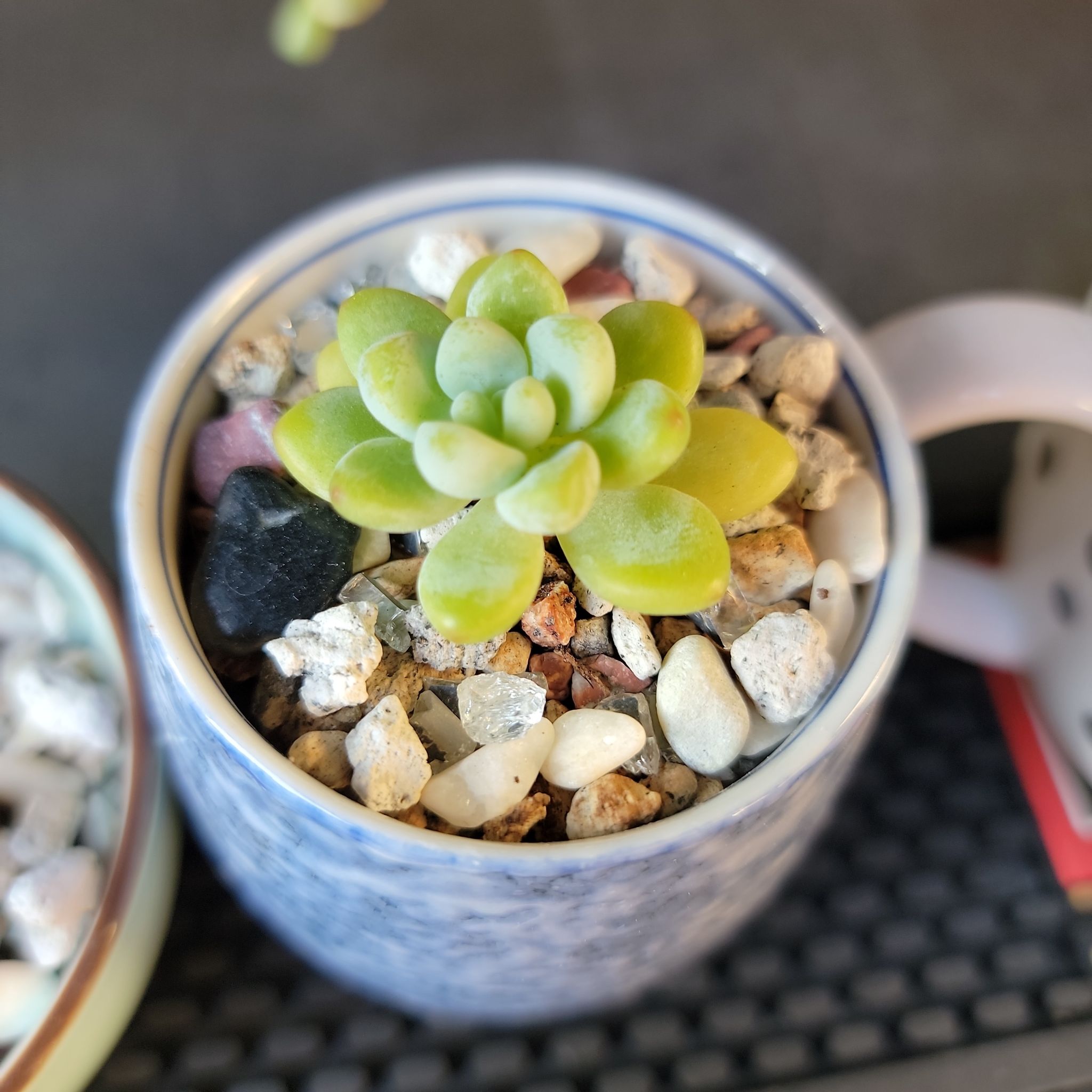 Sedum clavatum succulent in a small pot with rocky soil, healthy and well-framed.