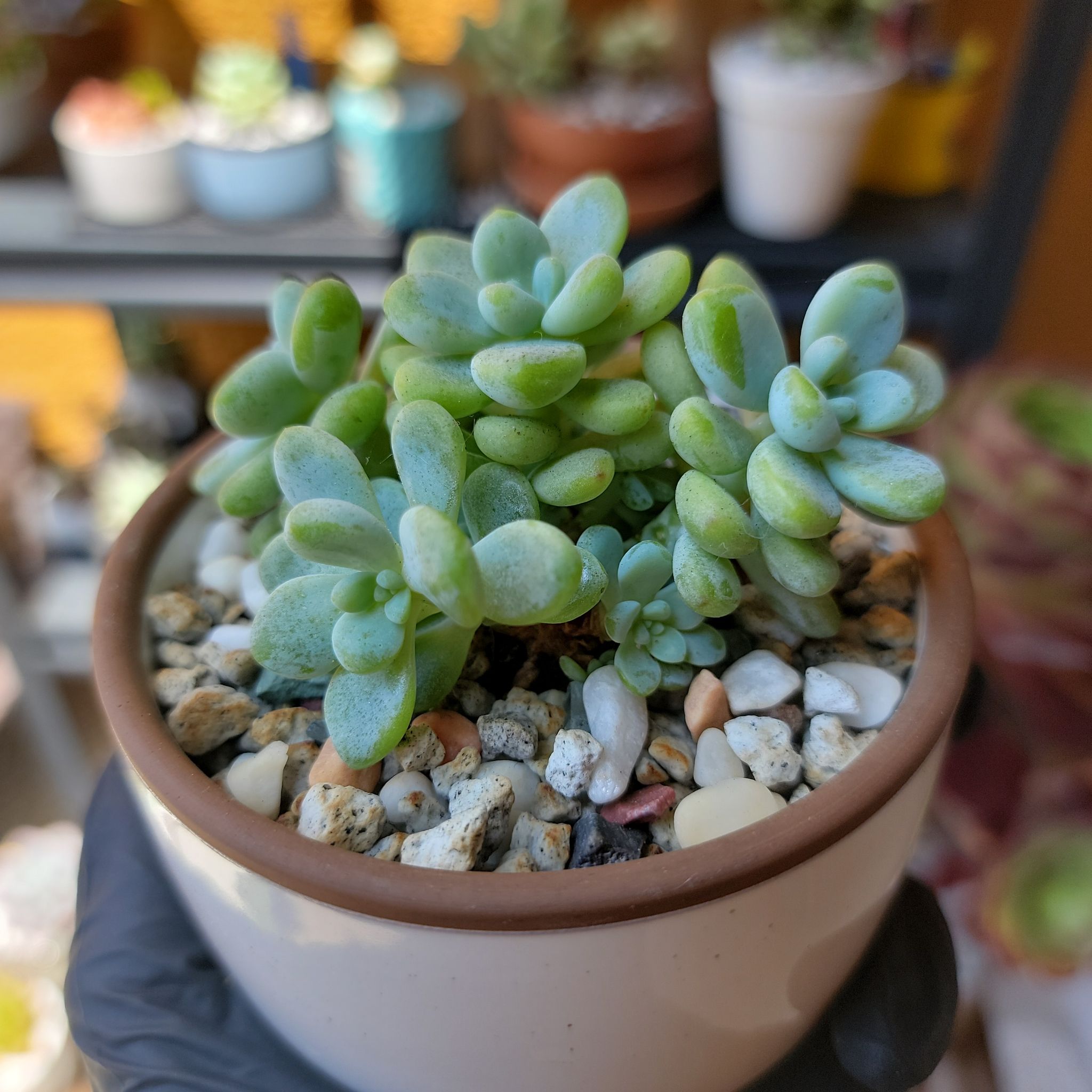 Sedum clavatum plant in a small pot with well-draining soil and pebbles.