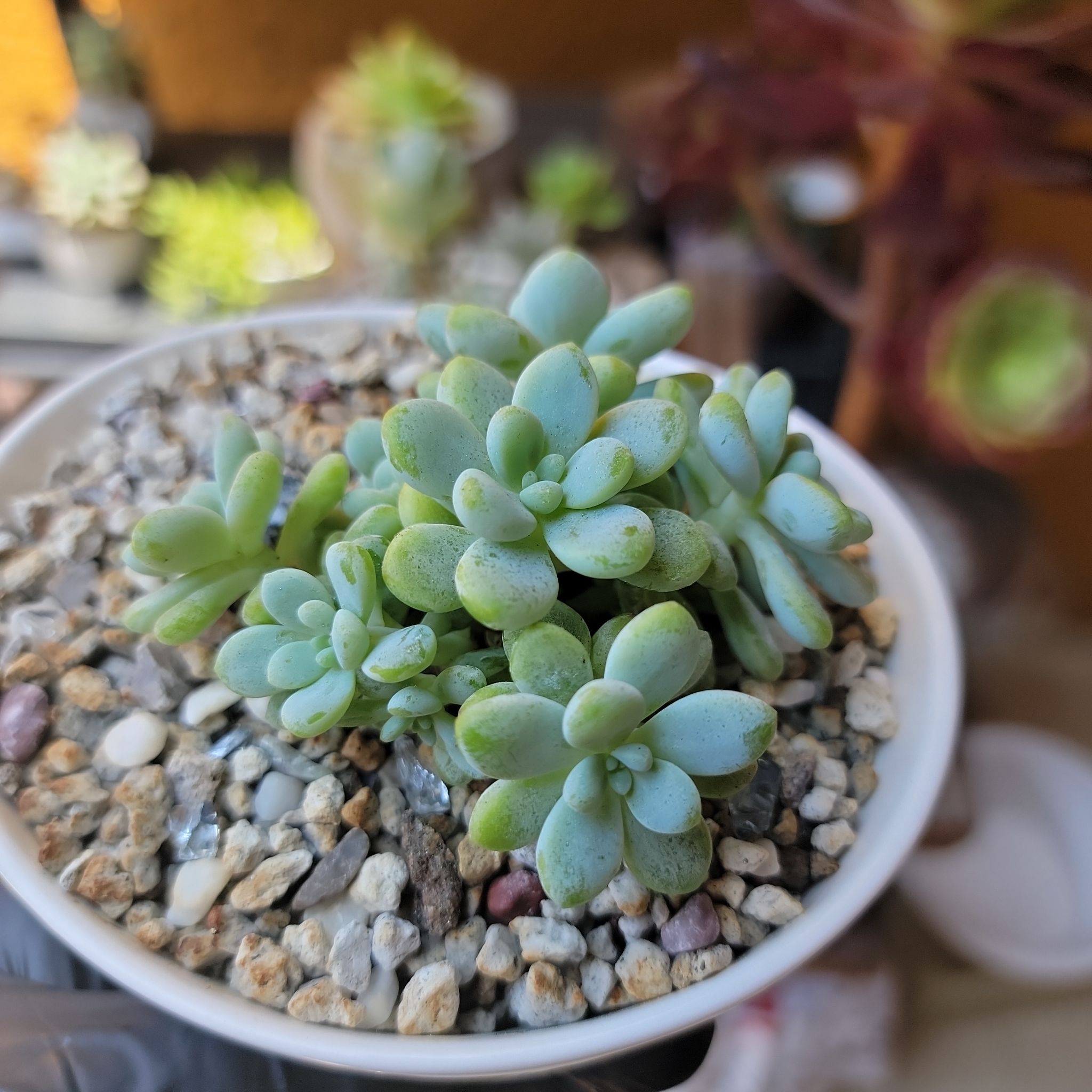 Sedum clavatum plant in a small pot with rocky soil, appearing healthy.