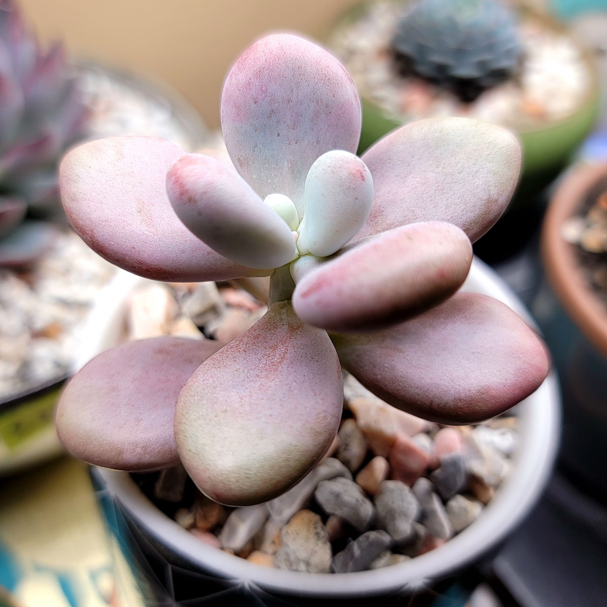 Lavender Pebbles succulent with pinkish leaves in a pot with pebble soil.