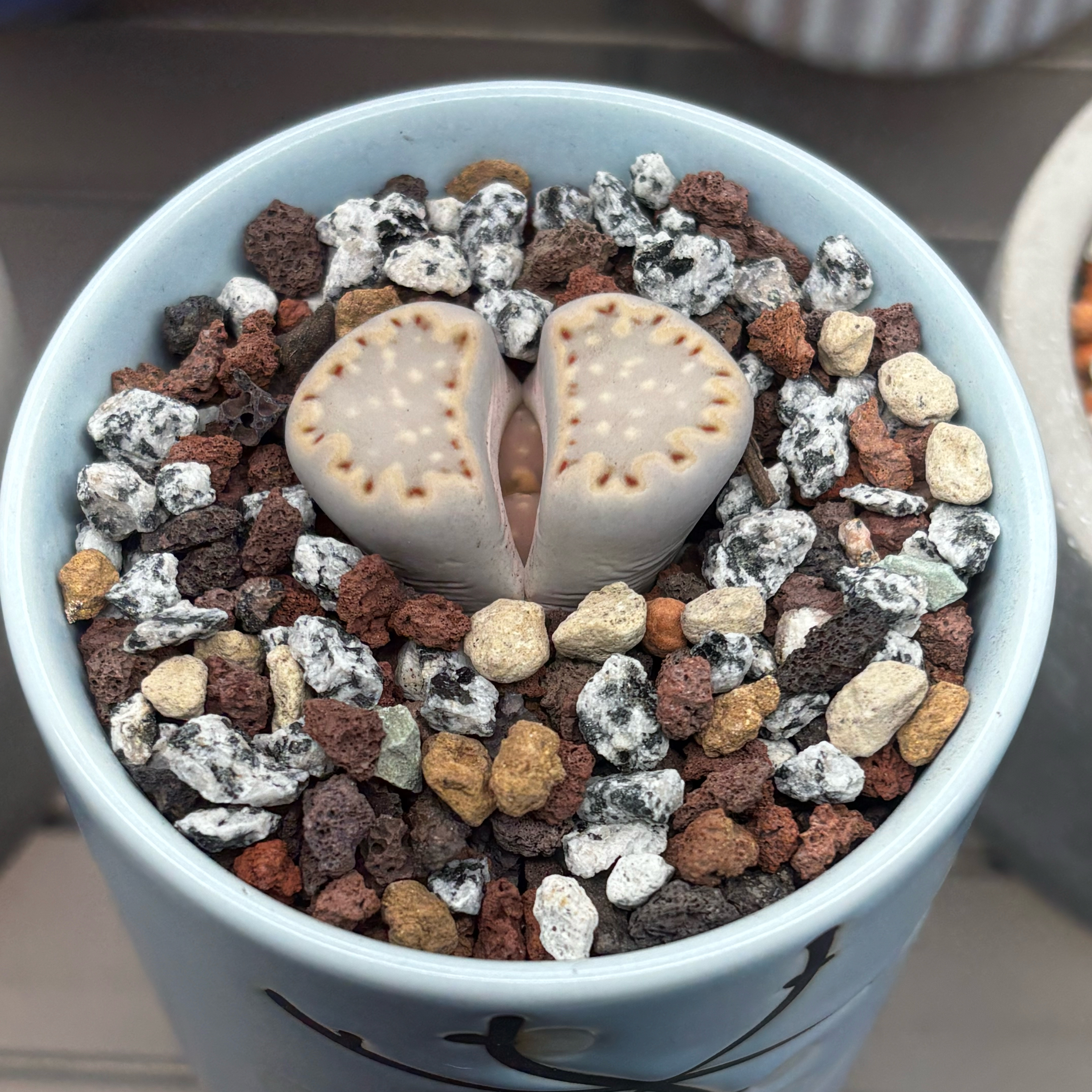 Photo of the plant species Living Stones by @roxyvivien named L. julii spp. fulleri v. rouxii on Greg, the plant care app