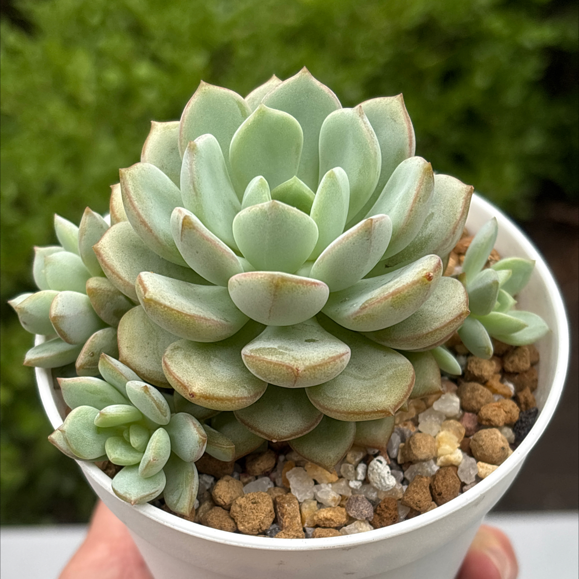 Photo of the plant species Graptoveria 'A Grim One' by @roxyvivien named x White Ago 2️⃣ on Greg, the plant care app