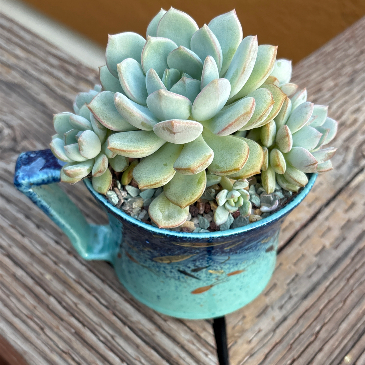 Photo of the plant species Graptoveria 'A Grim One' by @roxyvivien named x White Ago 2️⃣ on Greg, the plant care app