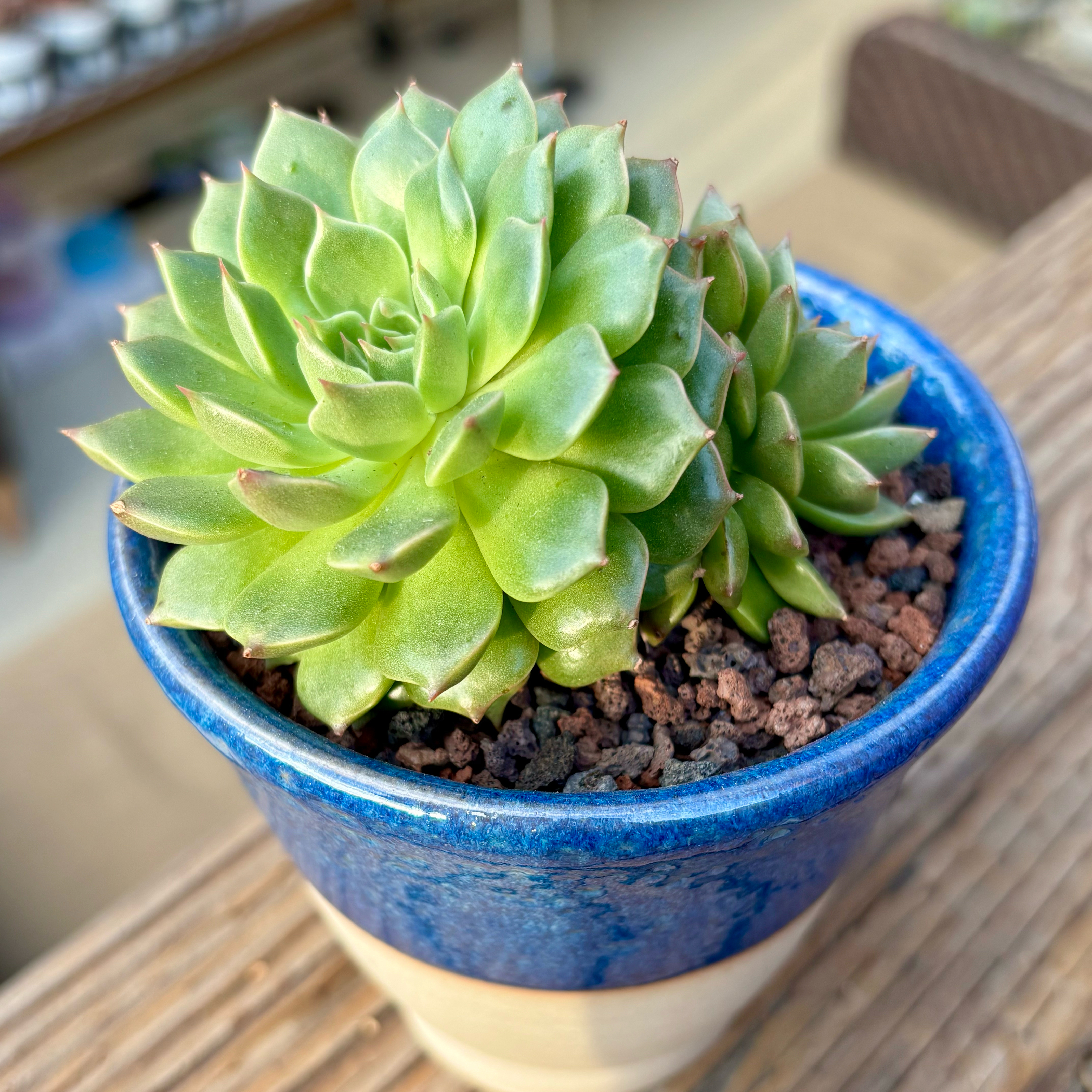 Photo of the plant species Graptoveria 'Olivia' by @roxyvivien named x Obi 🩶 on Greg, the plant care app