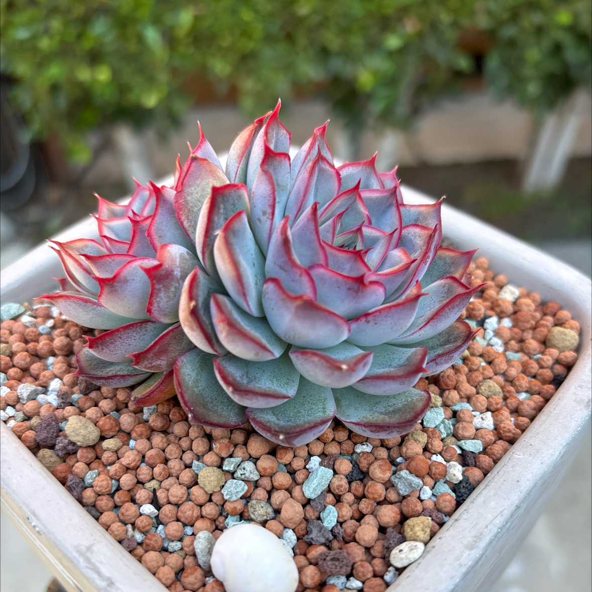 Photo of the plant species Echeveria 'Hercules' by @roxyvivien named Herbie 💚🧡 on Greg, the plant care app