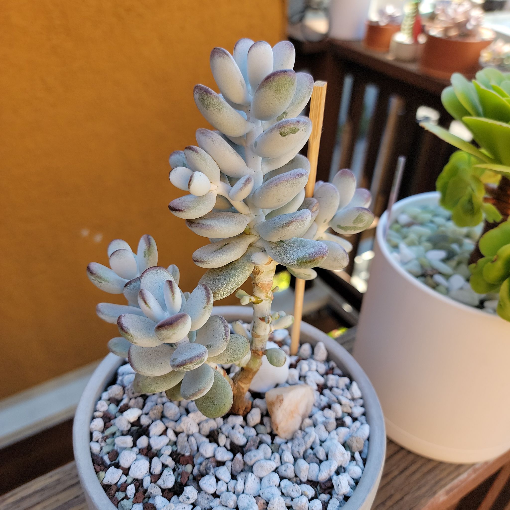 Photo of the plant species Cotyledon Oophylla by @roxyvivien named Mochi on Greg, the plant care app