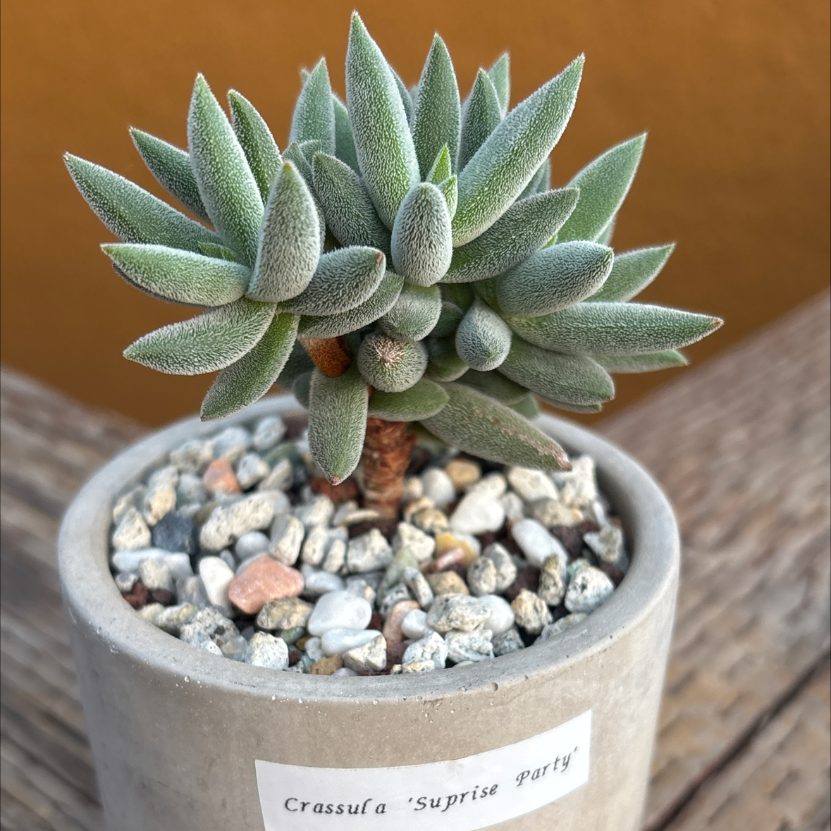 Photo of the plant species Crassula 'Surprise Party' by @roxyvivien named Einstein on Greg, the plant care app