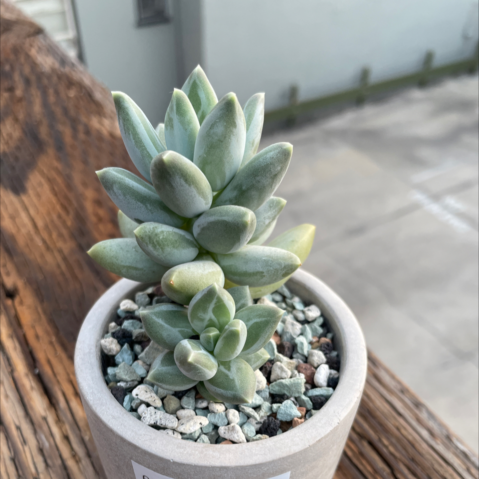 Photo of the plant species Pachyphytum 'Buster' by @roxyvivien named Winston on Greg, the plant care app