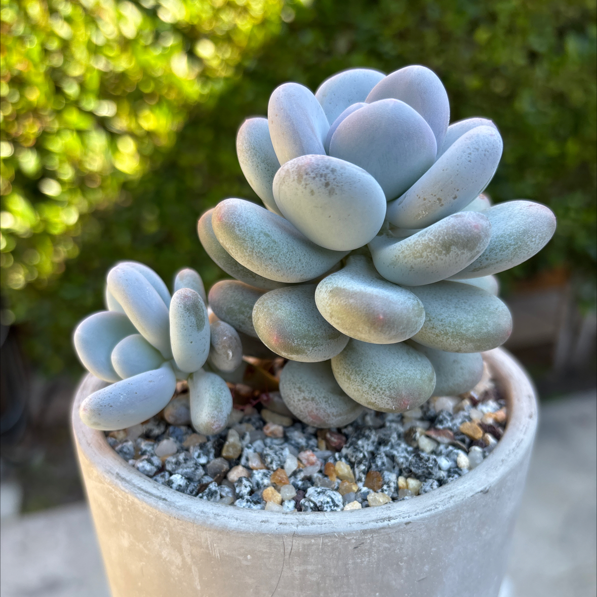 Photo of the plant species Blue Haze by @roxyvivien named Hazel on Greg, the plant care app