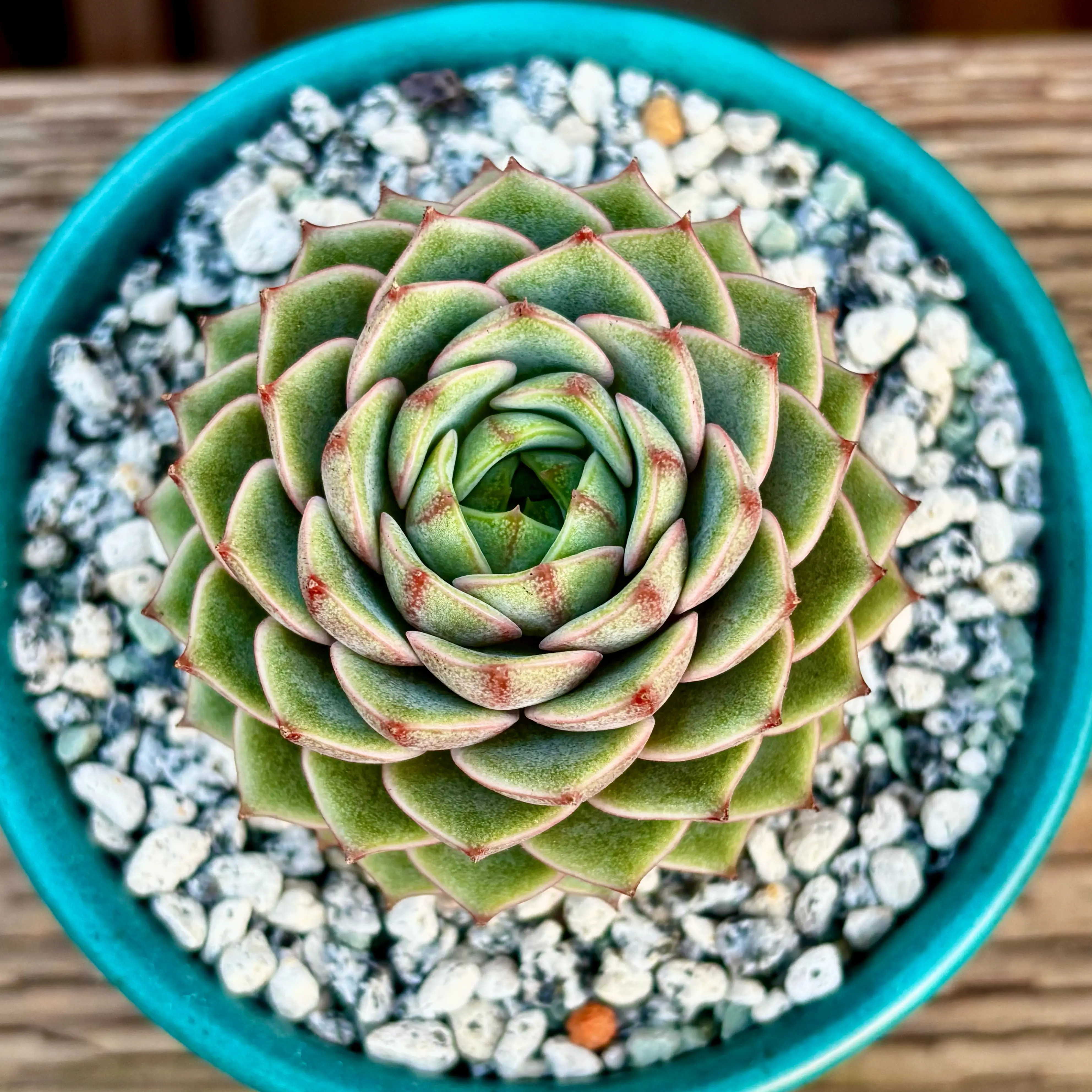 Photo of the plant species Ben Badis Echeveria by @roxyvivien named x Bad Boi on Greg, the plant care app