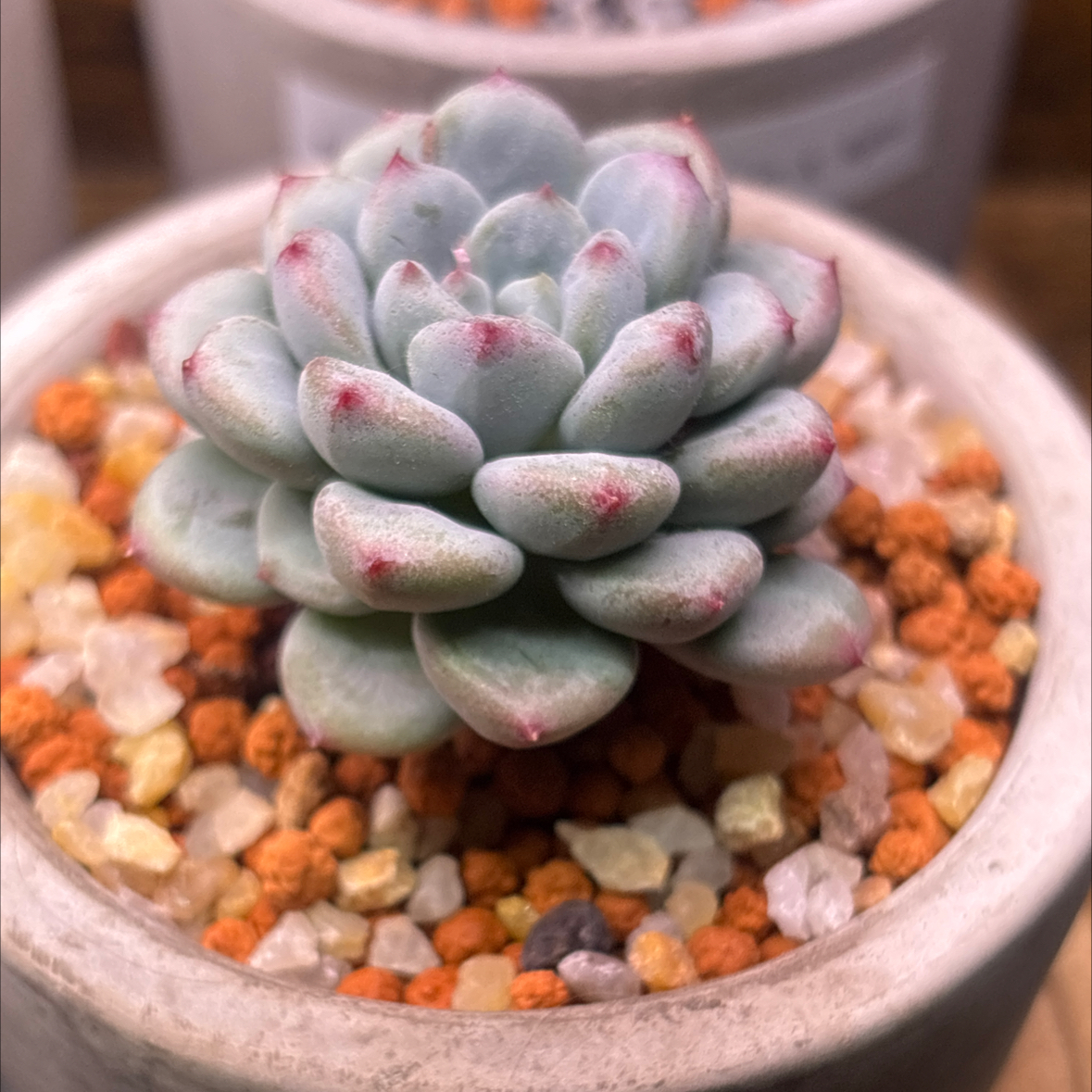 Photo of the plant species Echeveria 'Remjo' by @roxyvivien named Remington on Greg, the plant care app