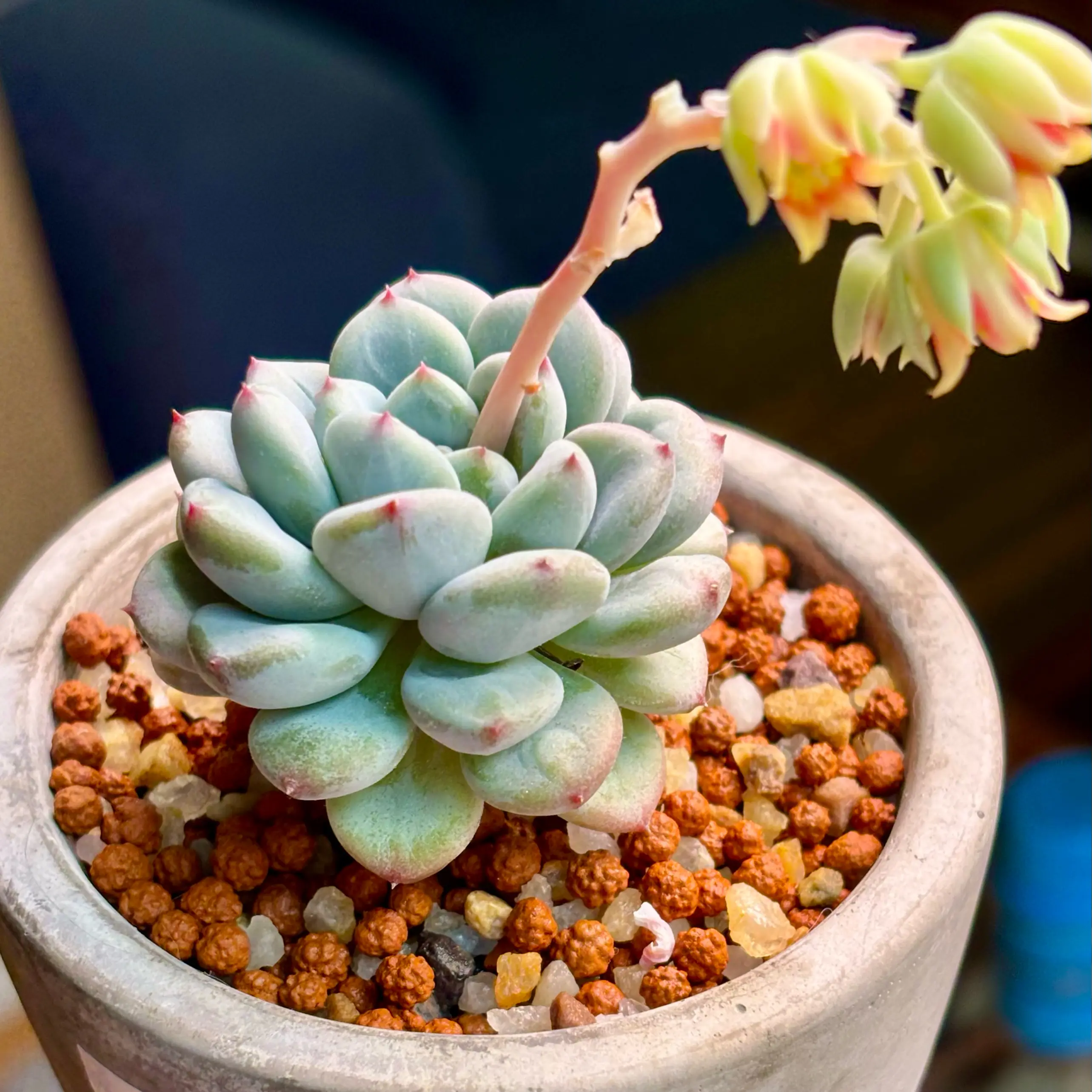 Photo of the plant species Echeveria 'Remjo' by @roxyvivien named Remington on Greg, the plant care app