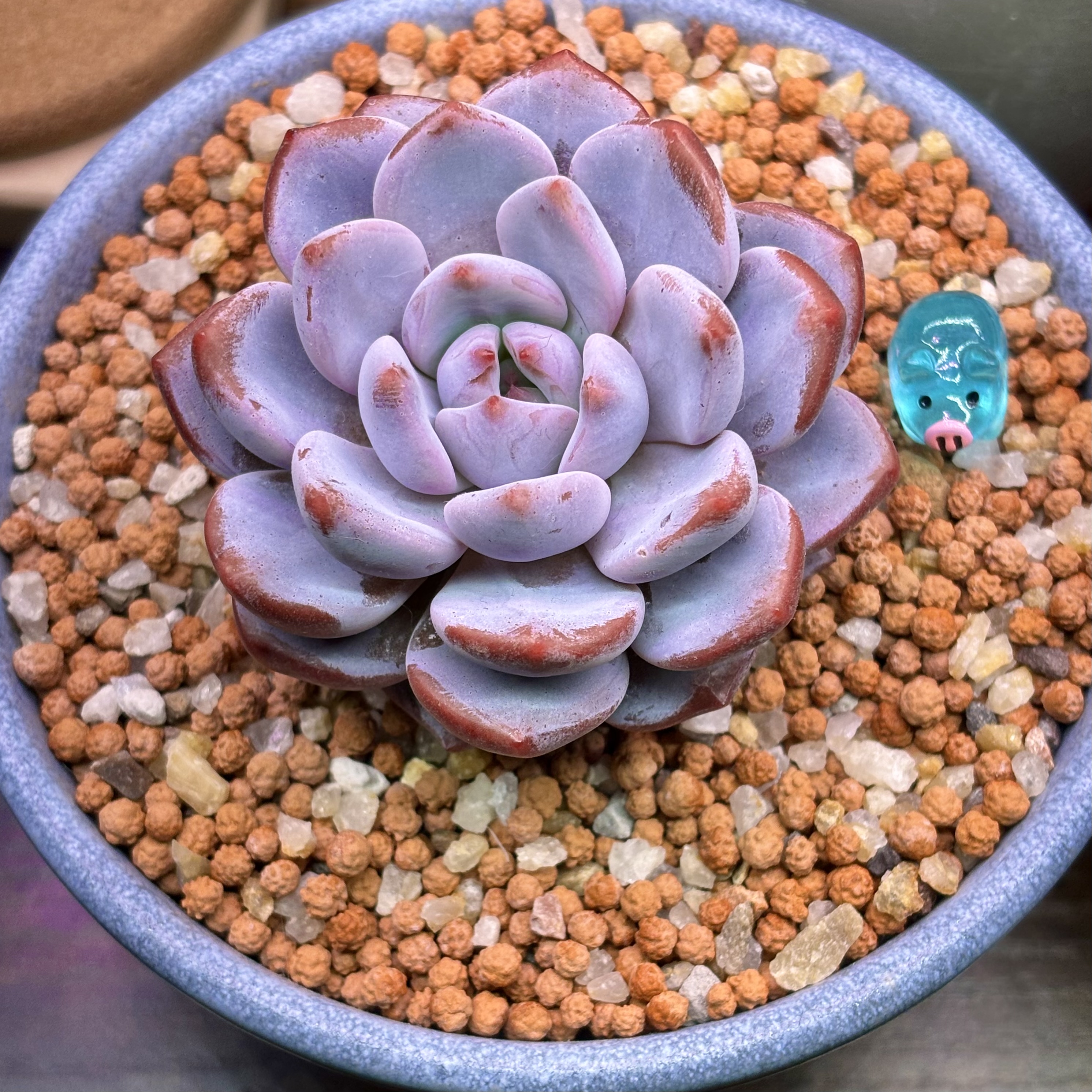 Photo of the plant species Ice Green by @roxyvivien named Evie 🧊 💚 on Greg, the plant care app