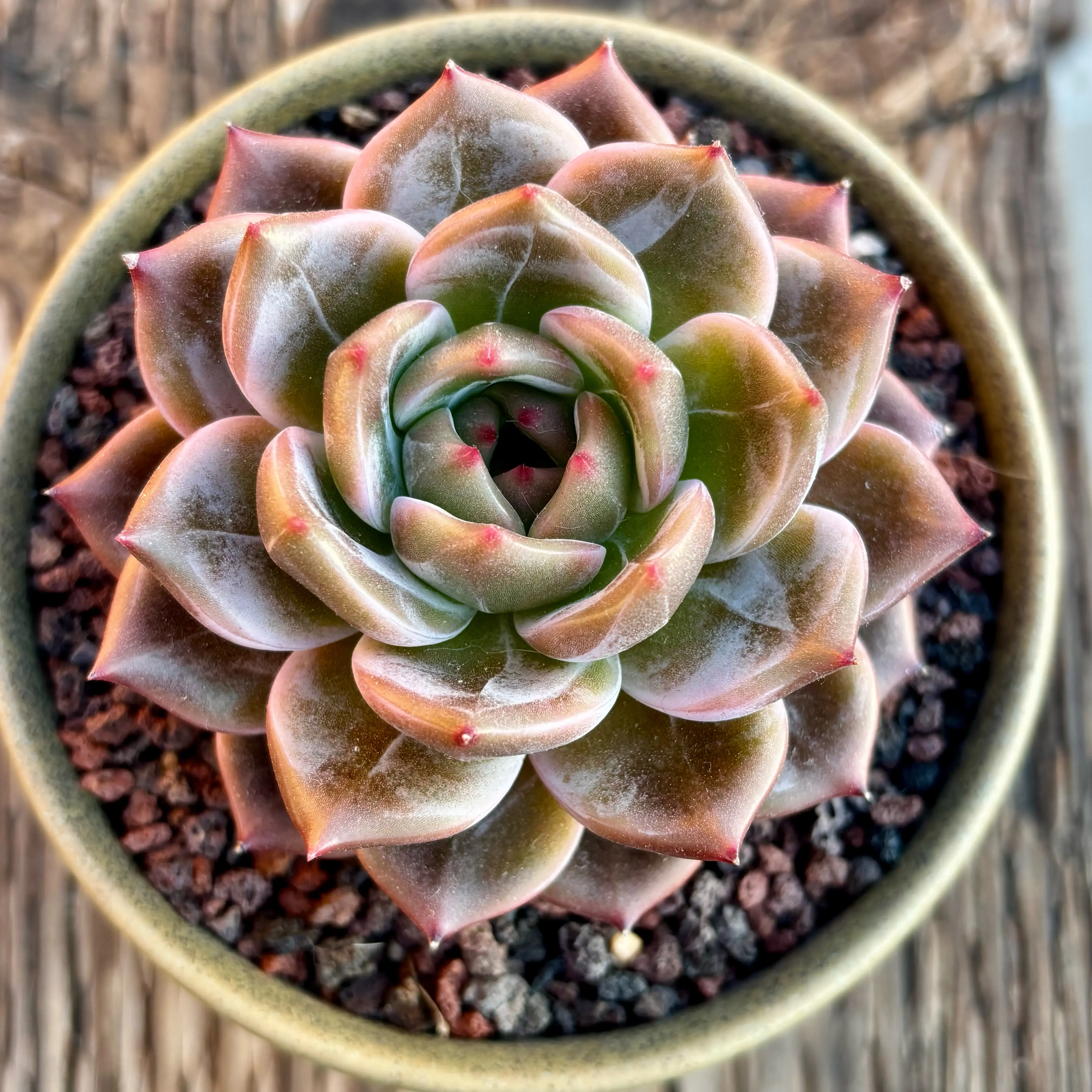 Photo of the plant species Echeveria 'Love Bird' by @roxyvivien named Aria on Greg, the plant care app