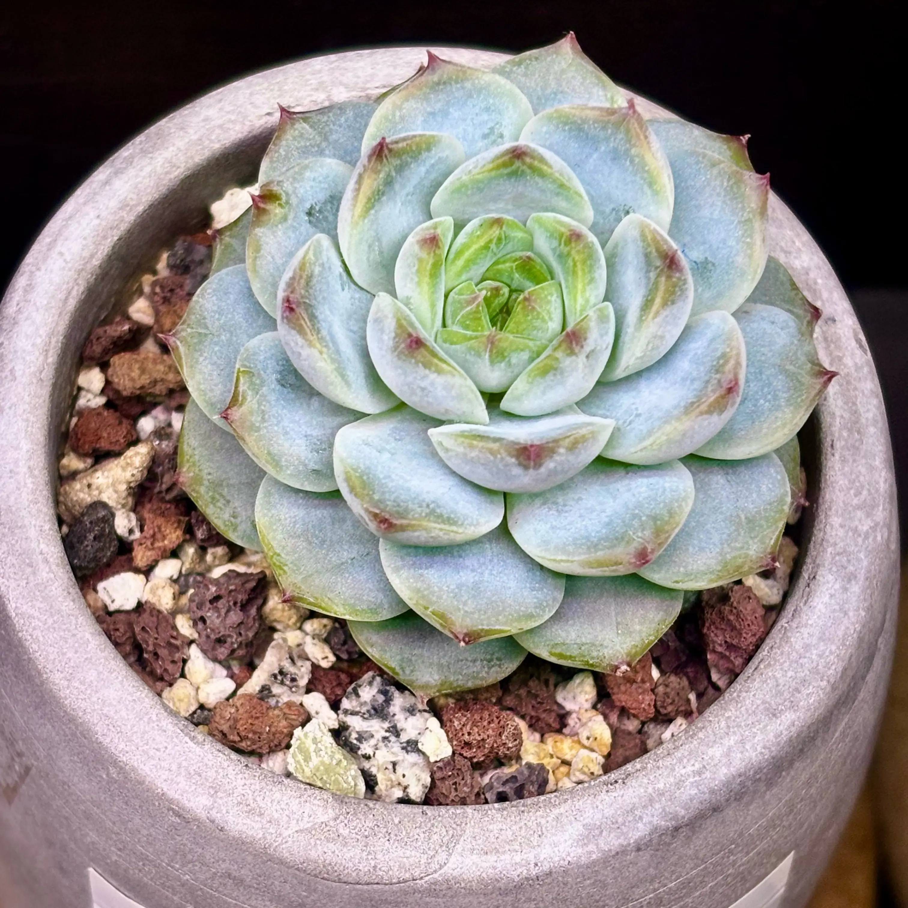 Photo of the plant species Echeveria hybrid 'Aparition' by @roxyvivien named Peachy Queen on Greg, the plant care app