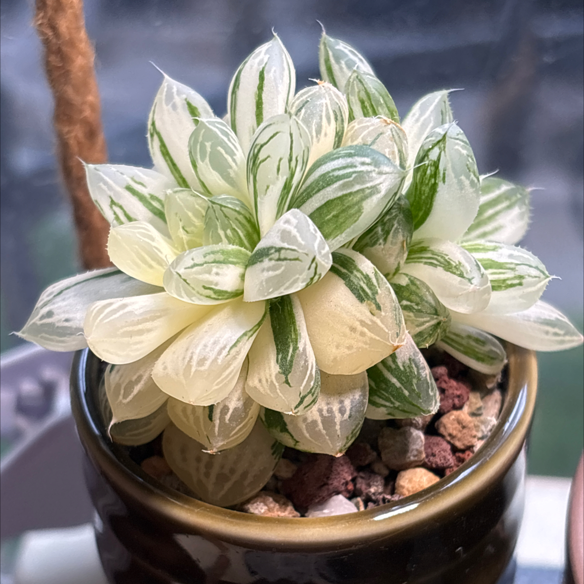 Photo of the plant species Variegated Haworthia Cooperi by @roxyvivien named H. cooperi v. pilifera cv. variegata on Greg, the plant care app