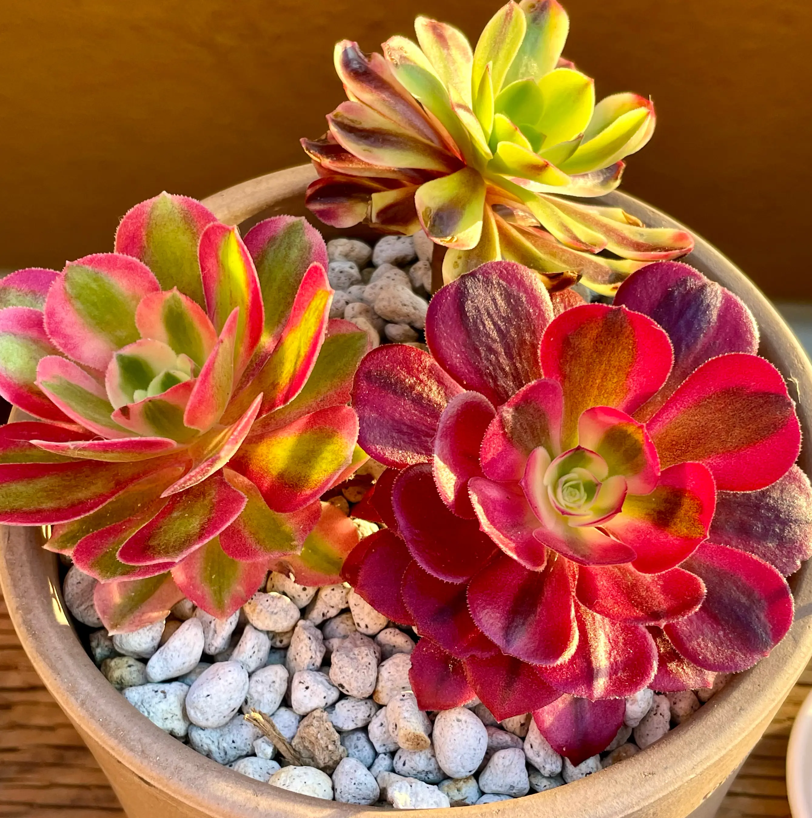 Photo of the plant species Aeonium 'Mardi Gras™' by @roxyvivien named Trio 🎉 🩷 🧙🏾‍♀️ 🐍 on Greg, the plant care app