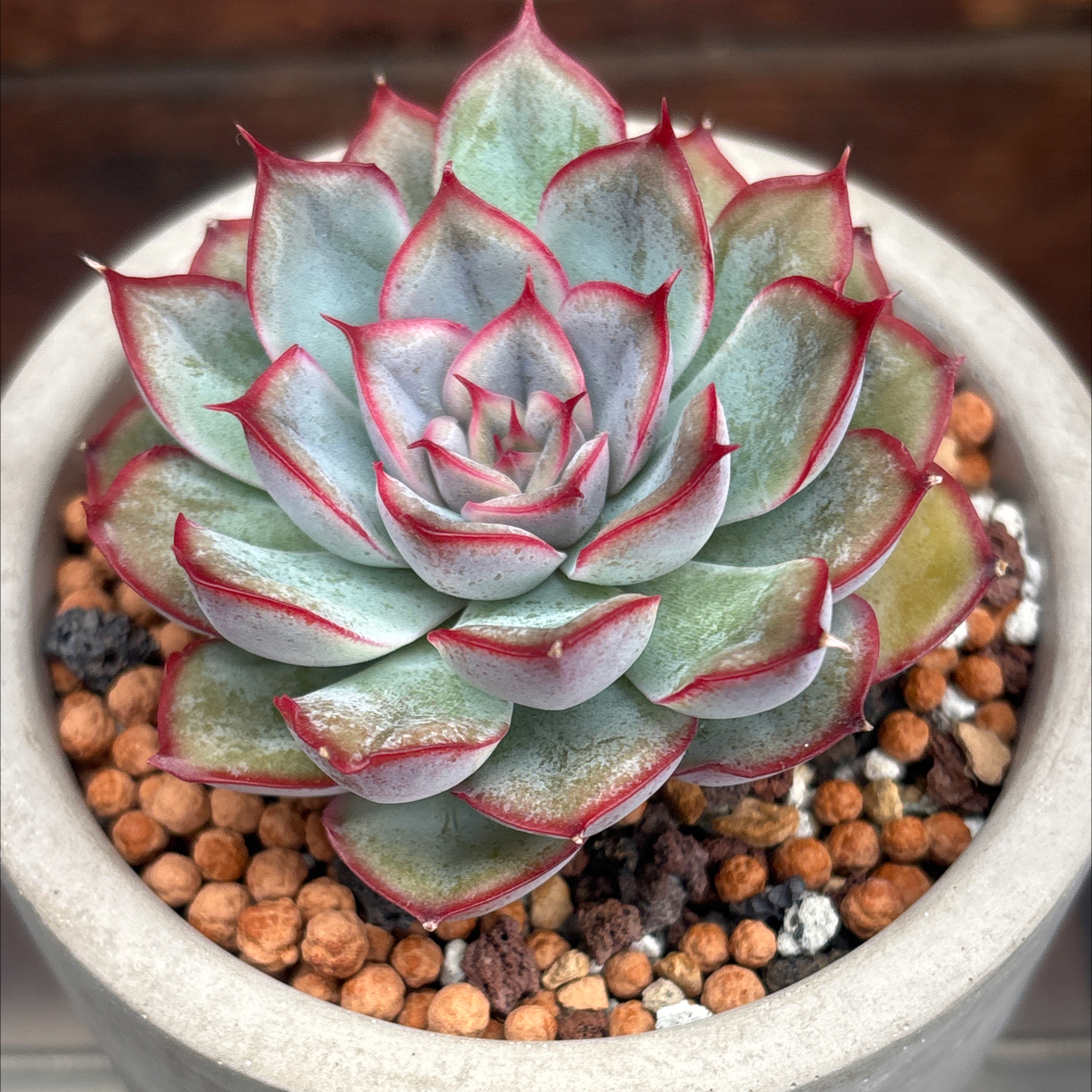 Photo of the plant species Silhouette Echeveria by @roxyvivien named Delilah on Greg, the plant care app