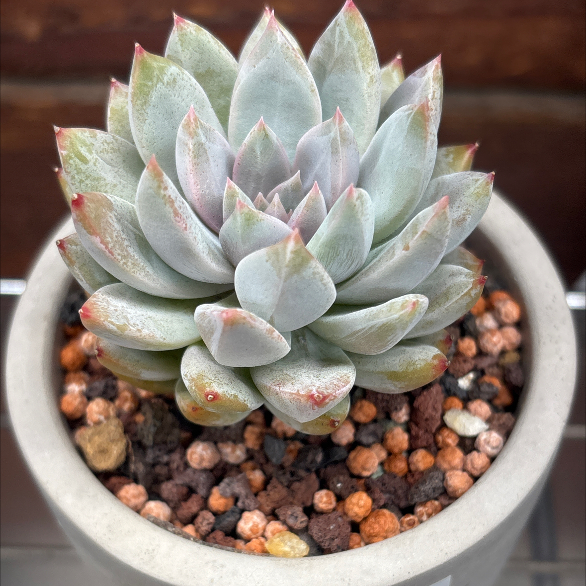 Photo of the plant species Echeveria Blue Star by @roxyvivien named Queen on Greg, the plant care app
