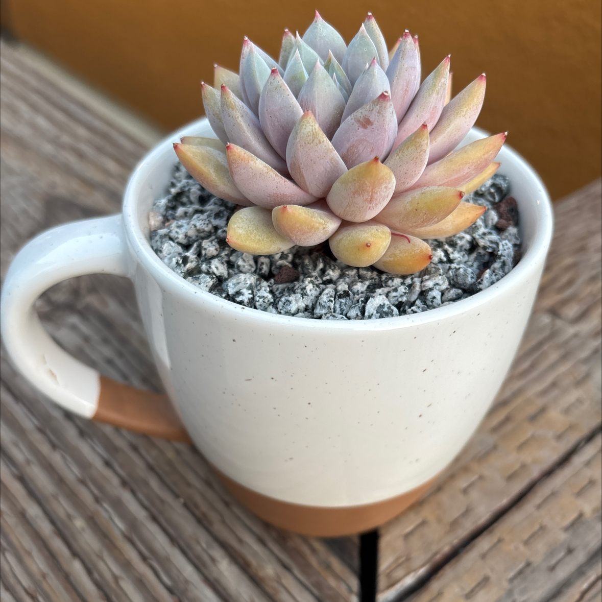 Photo of the plant species Echeveria Blue Star by @roxyvivien named Queen on Greg, the plant care app
