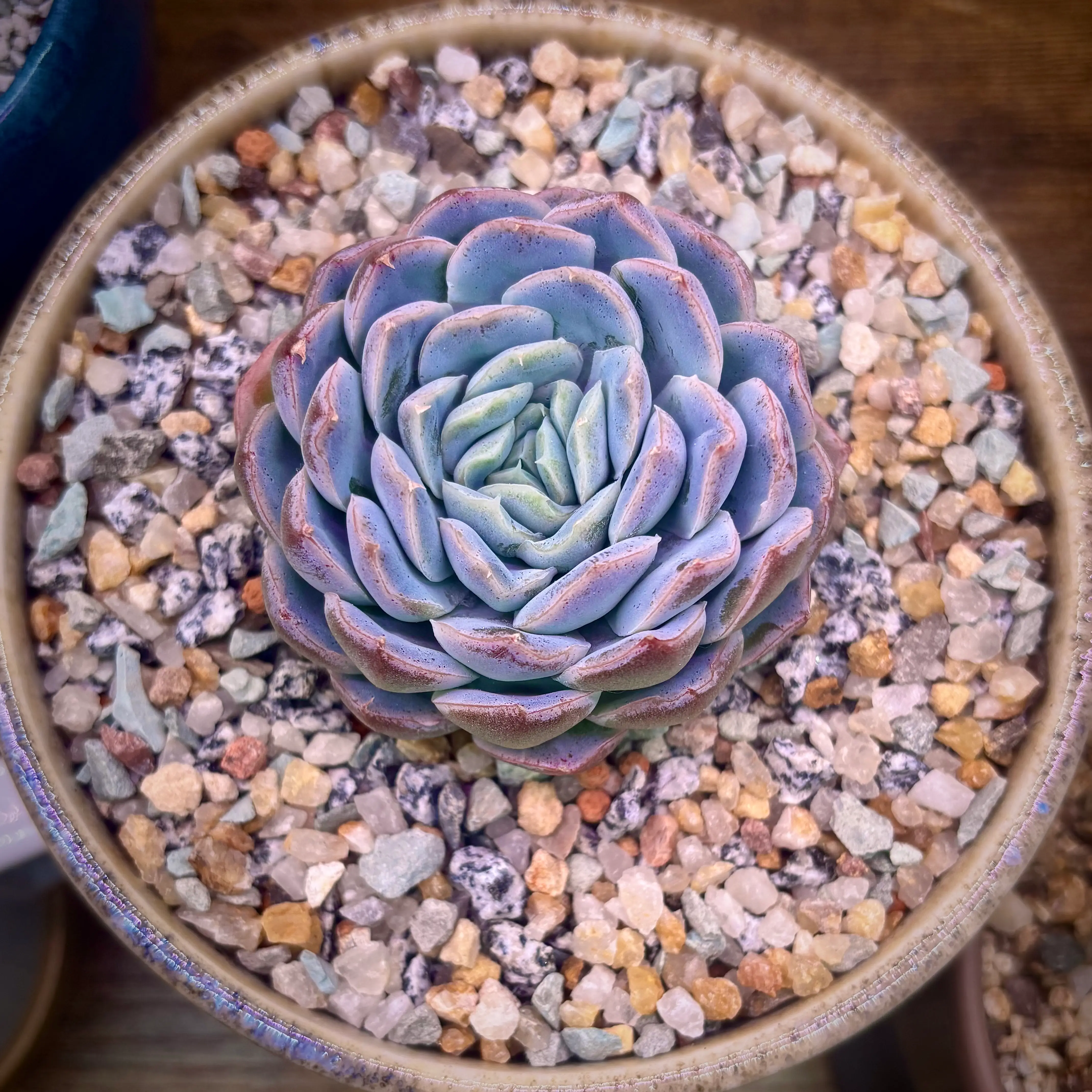 Photo of the plant species Echeveria Rasberry by @roxyvivien named Diana on Greg, the plant care app