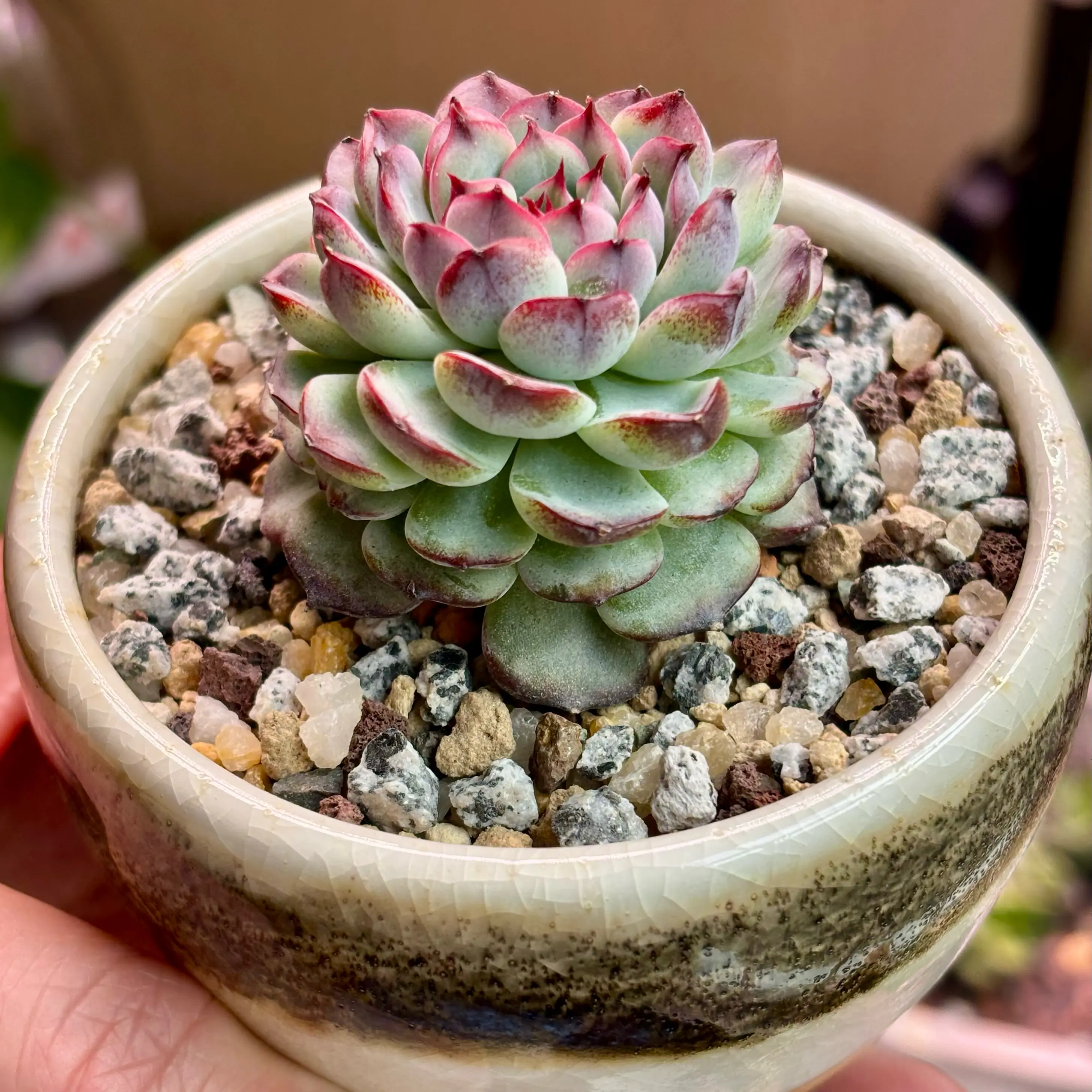Photo of the plant species Echeveria 'Marcel' by @roxyvivien named Plato on Greg, the plant care app