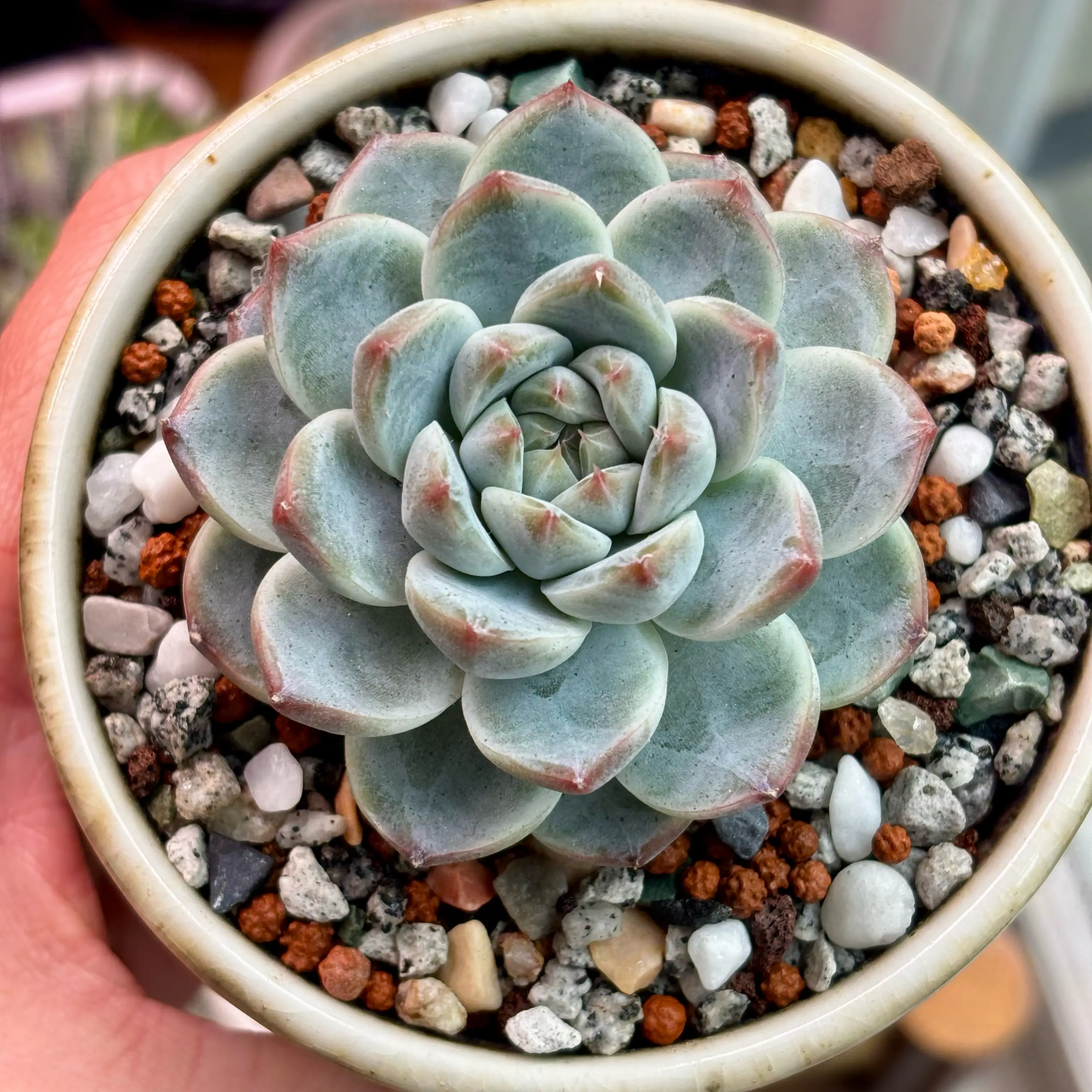 Photo of the plant species Echeveria 'Alba beauty' by @roxyvivien named Tolkien on Greg, the plant care app