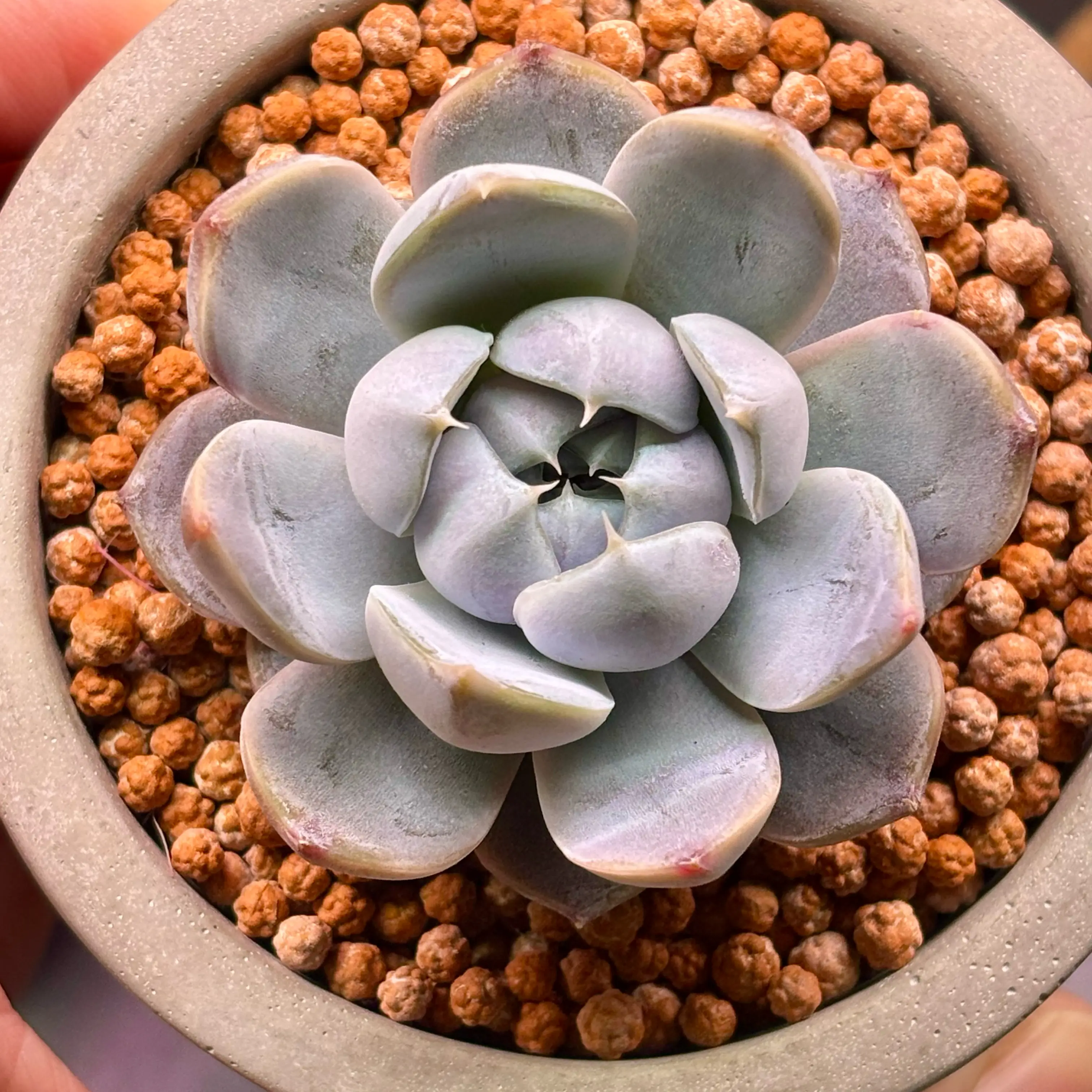 Photo of the plant species Echeveria 'Snow Bunny' by @roxyvivien named Kobe on Greg, the plant care app